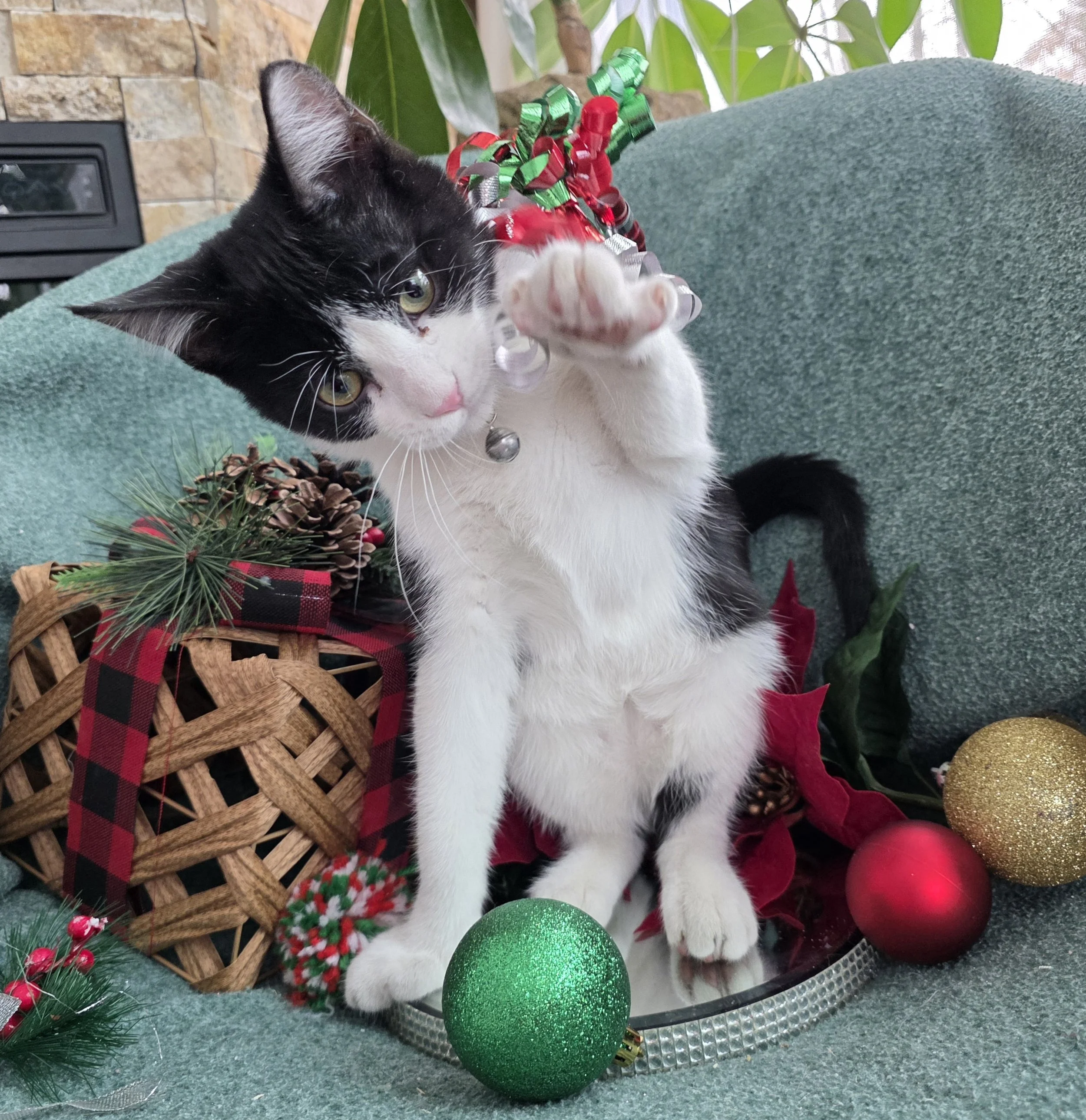 Black & White Male Kitten for Adoption in the Brainerd, MN Area