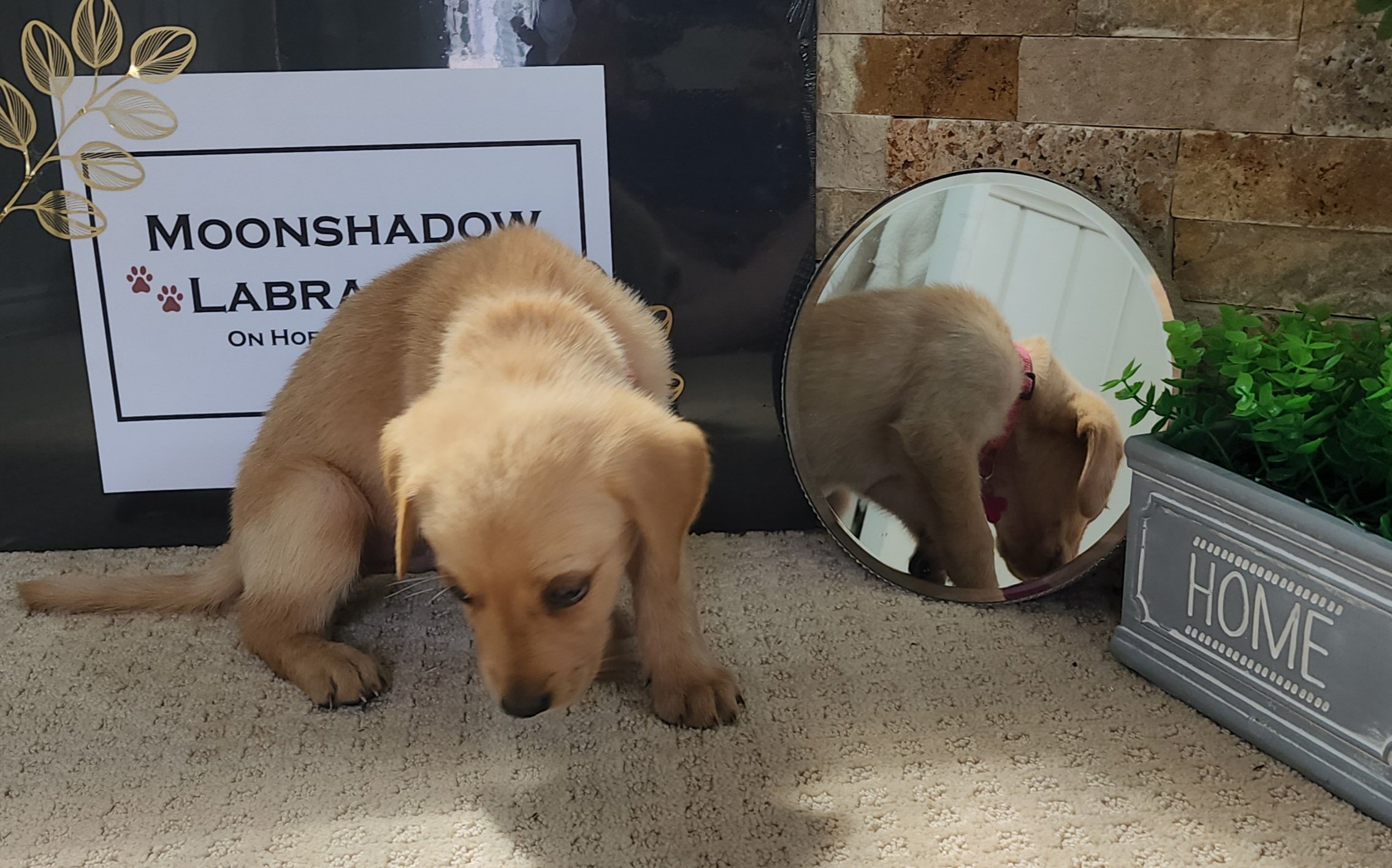 Fox Red Labrador Retriever Puppy