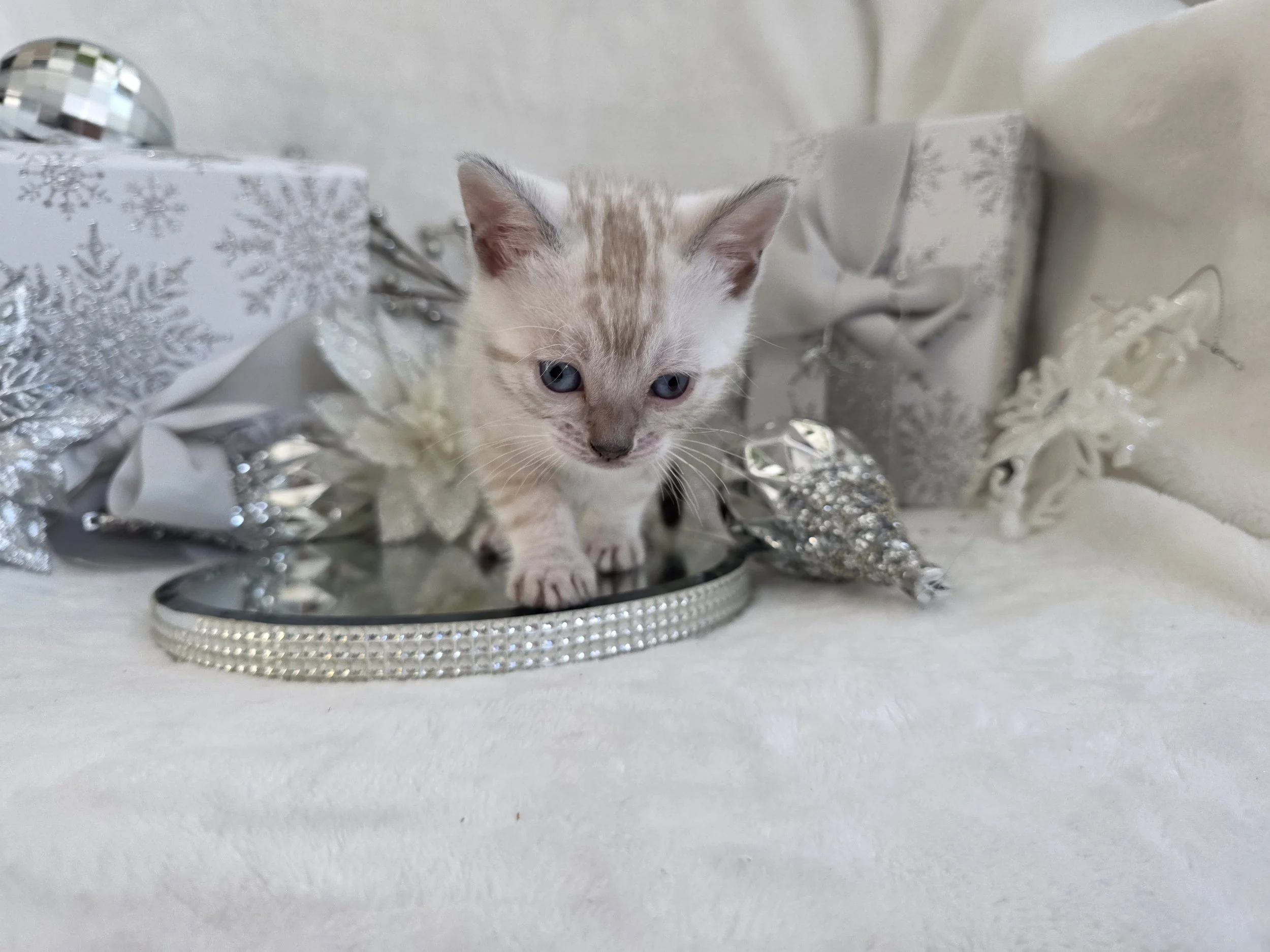 Six-Week-Old Female Snow Lynx Bengal Kitten