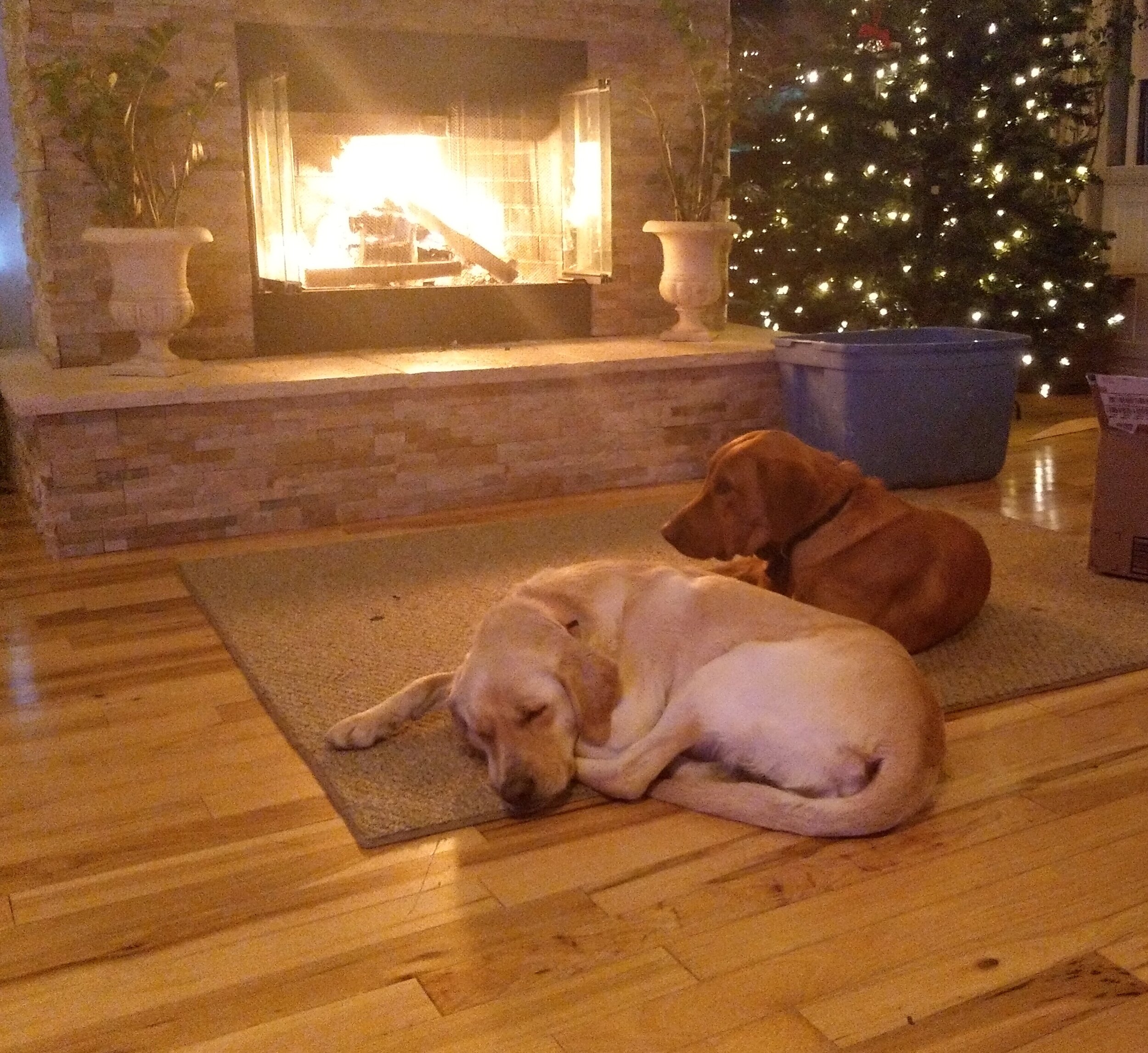 Yellow Labrador Retriever Family Dog