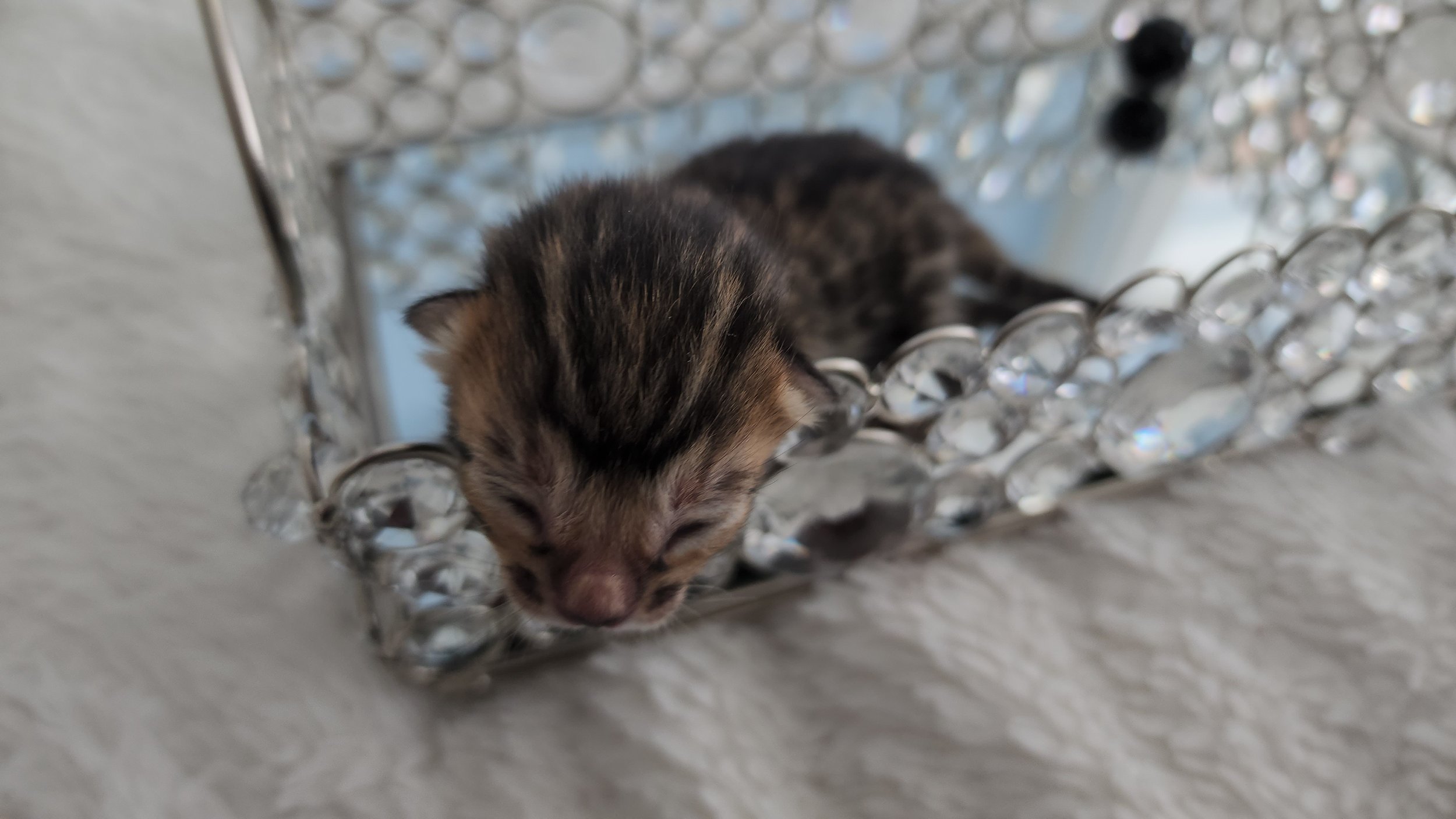 Purebred Brown Rosette Bengal Kitten in Minnesota