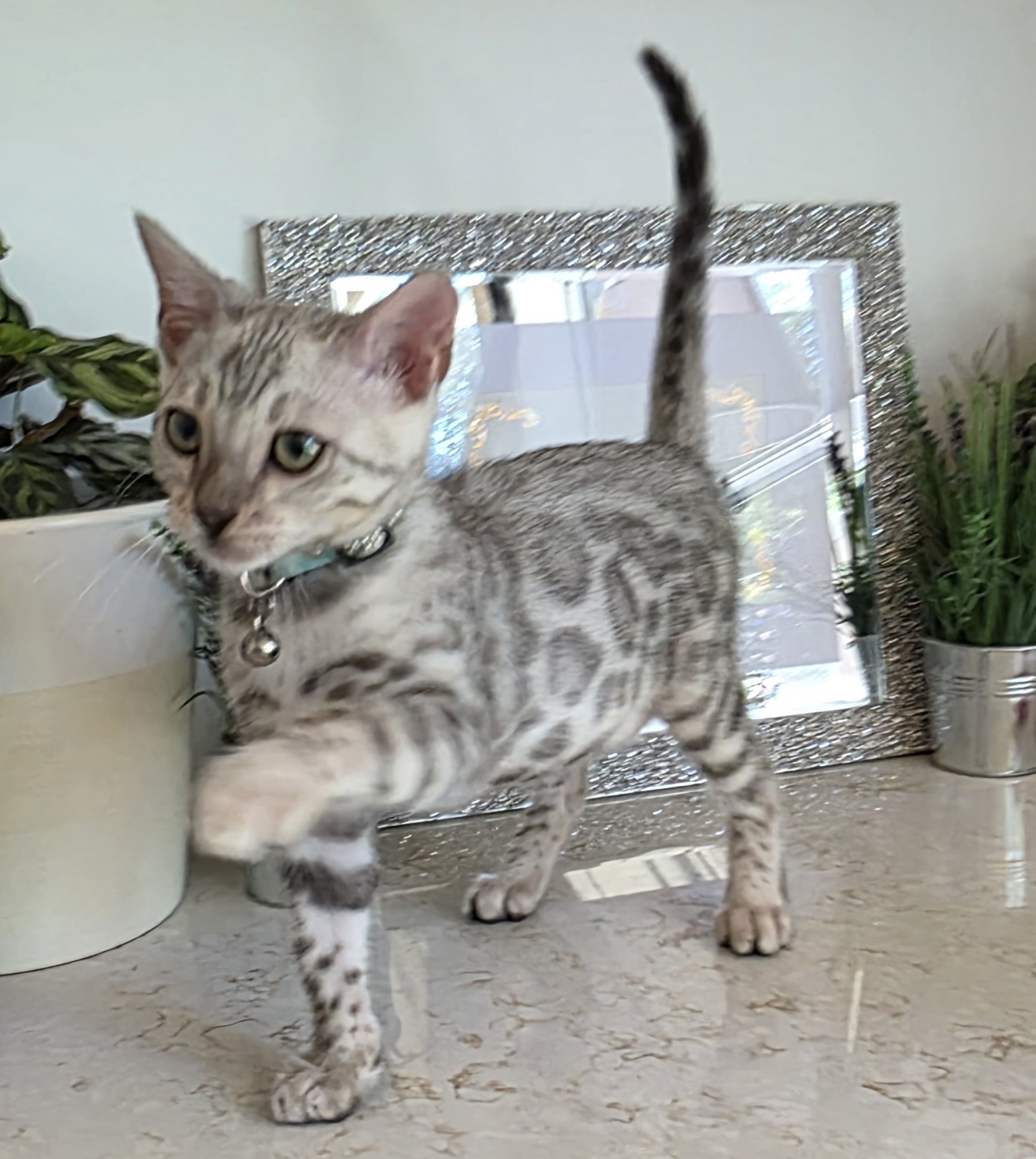 Fourteen-Week-Old Silver Tarnish Male Bengal Kitten