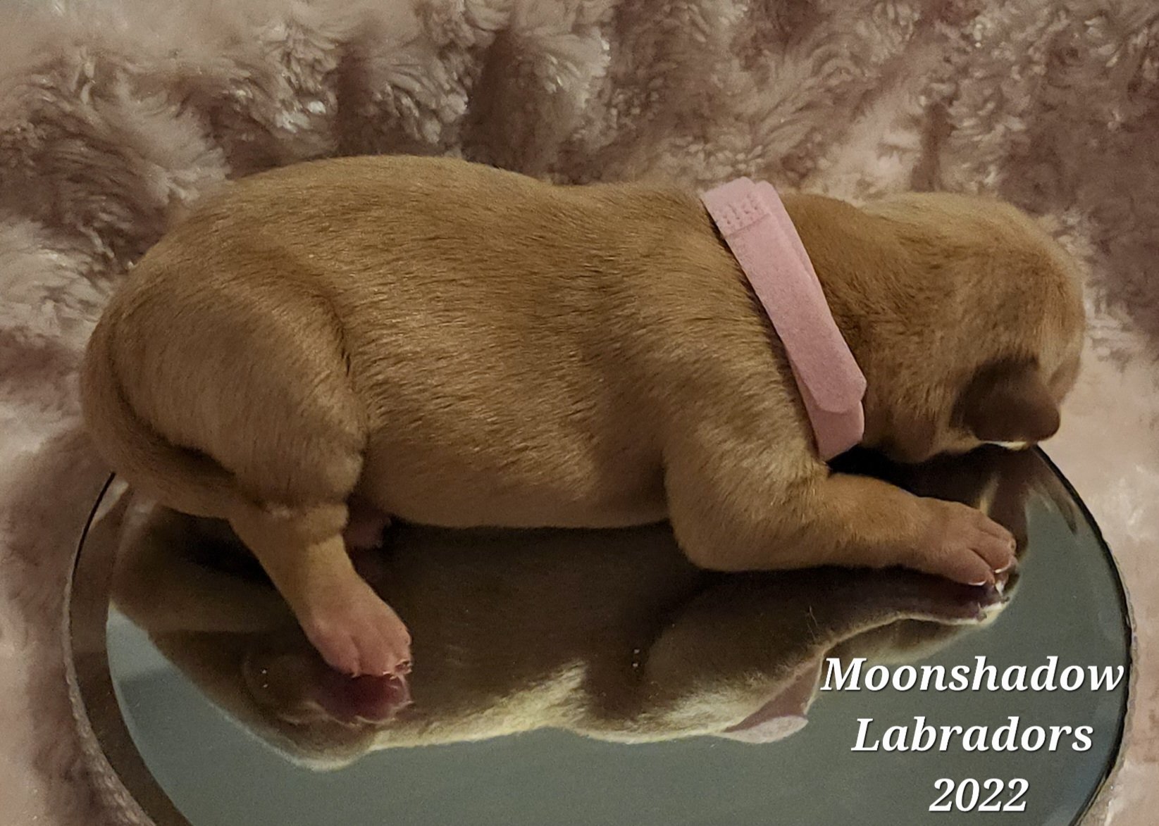Female Yellow Fox Red Labrador Retriever Puppy in Minnesota