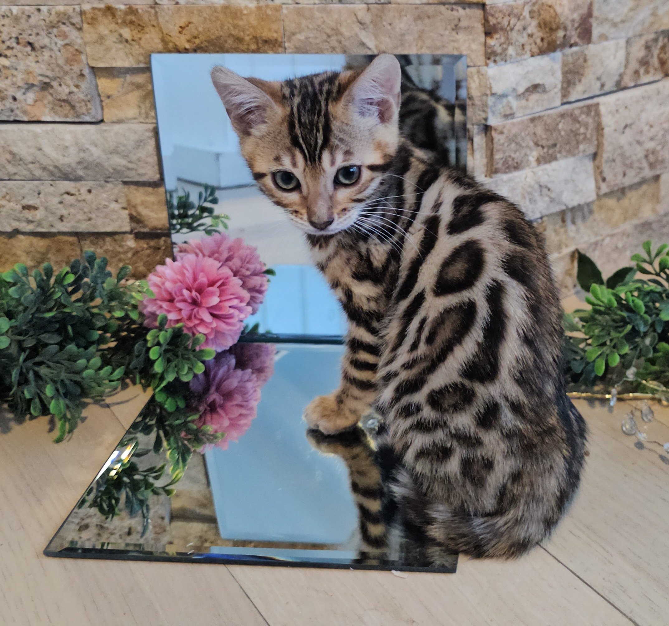 Ten-Week-Old Female Brown Rosette Bengal Kitten
