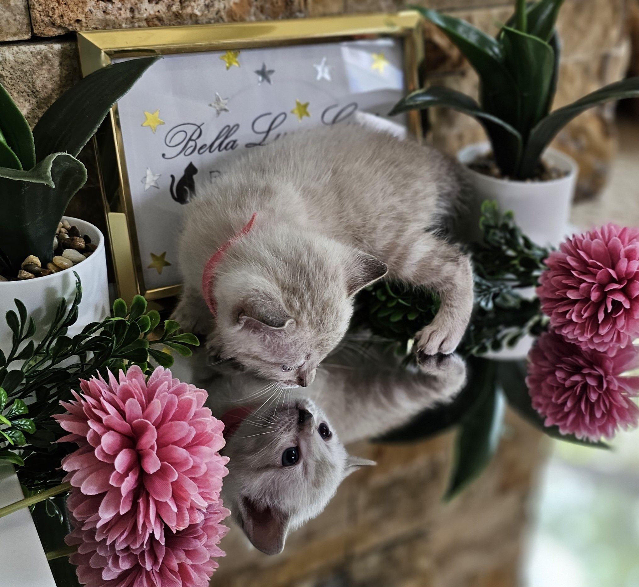 Purebred TICA Registered Female Snow Rosette Bengal Kitten in Minnesota