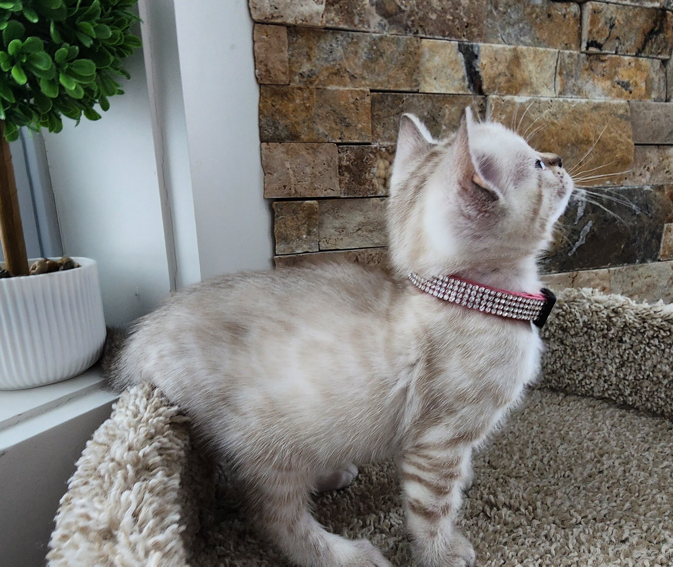 Purebred TICA Registered Female Snow Rosette Bengal Kitten in Minnesota