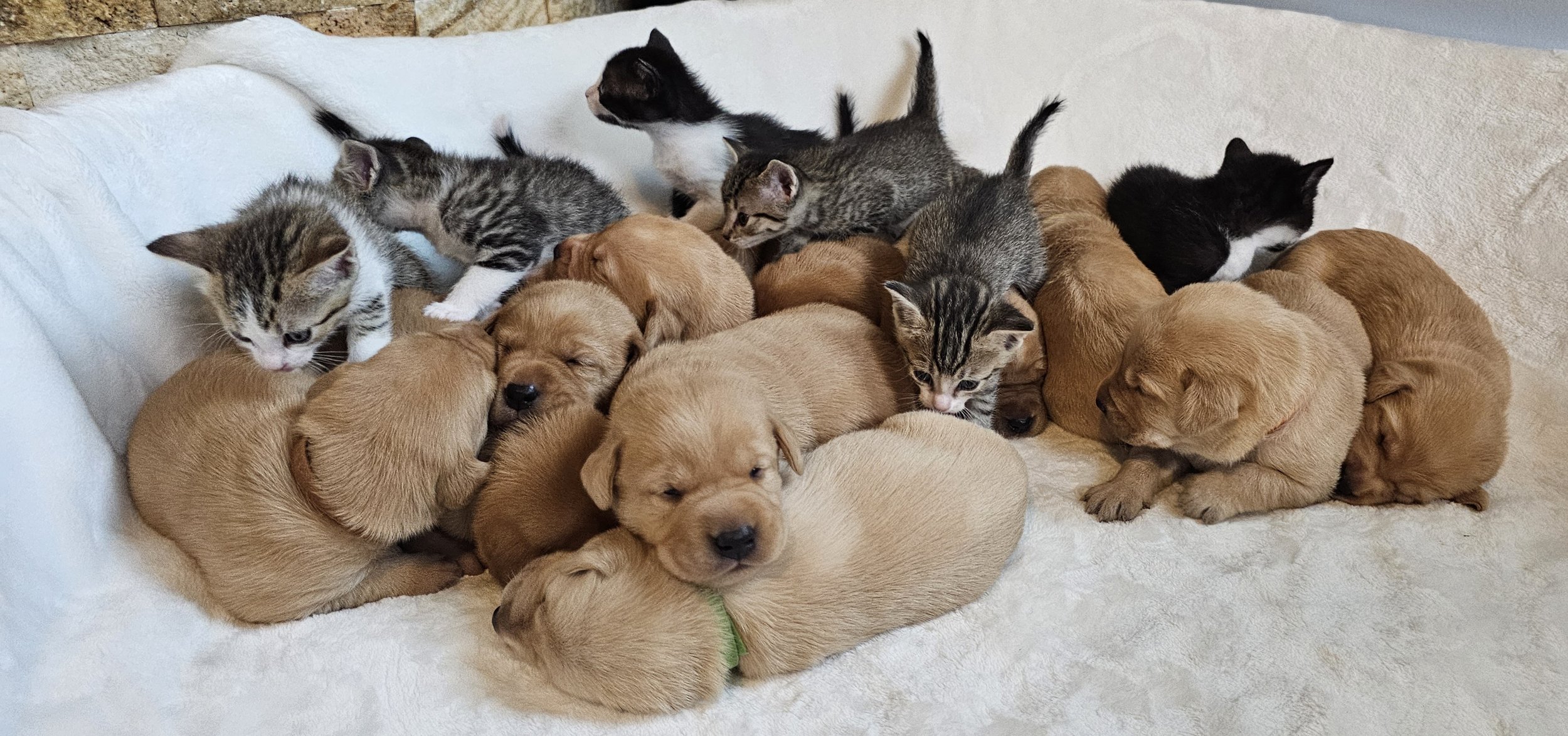 A Pile of Puppies and Kittens