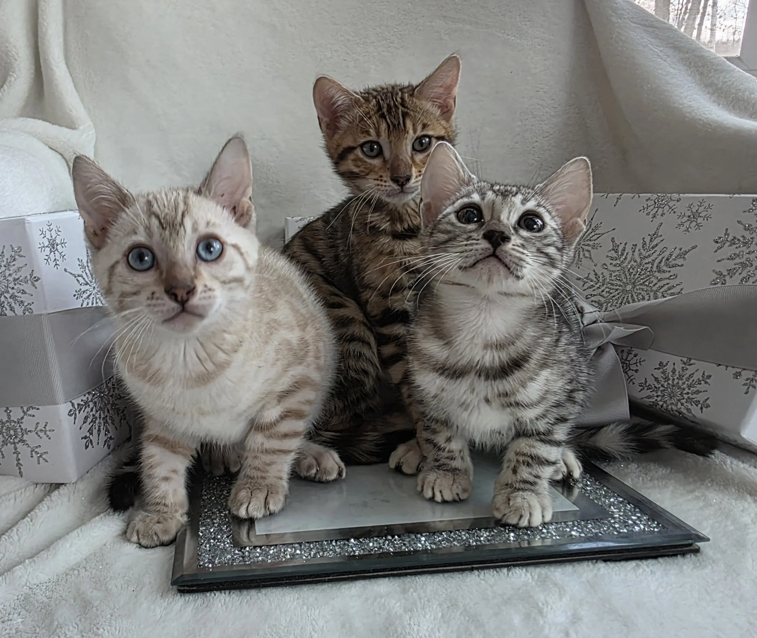 Pure bred TICA Registered Bengal Kittens