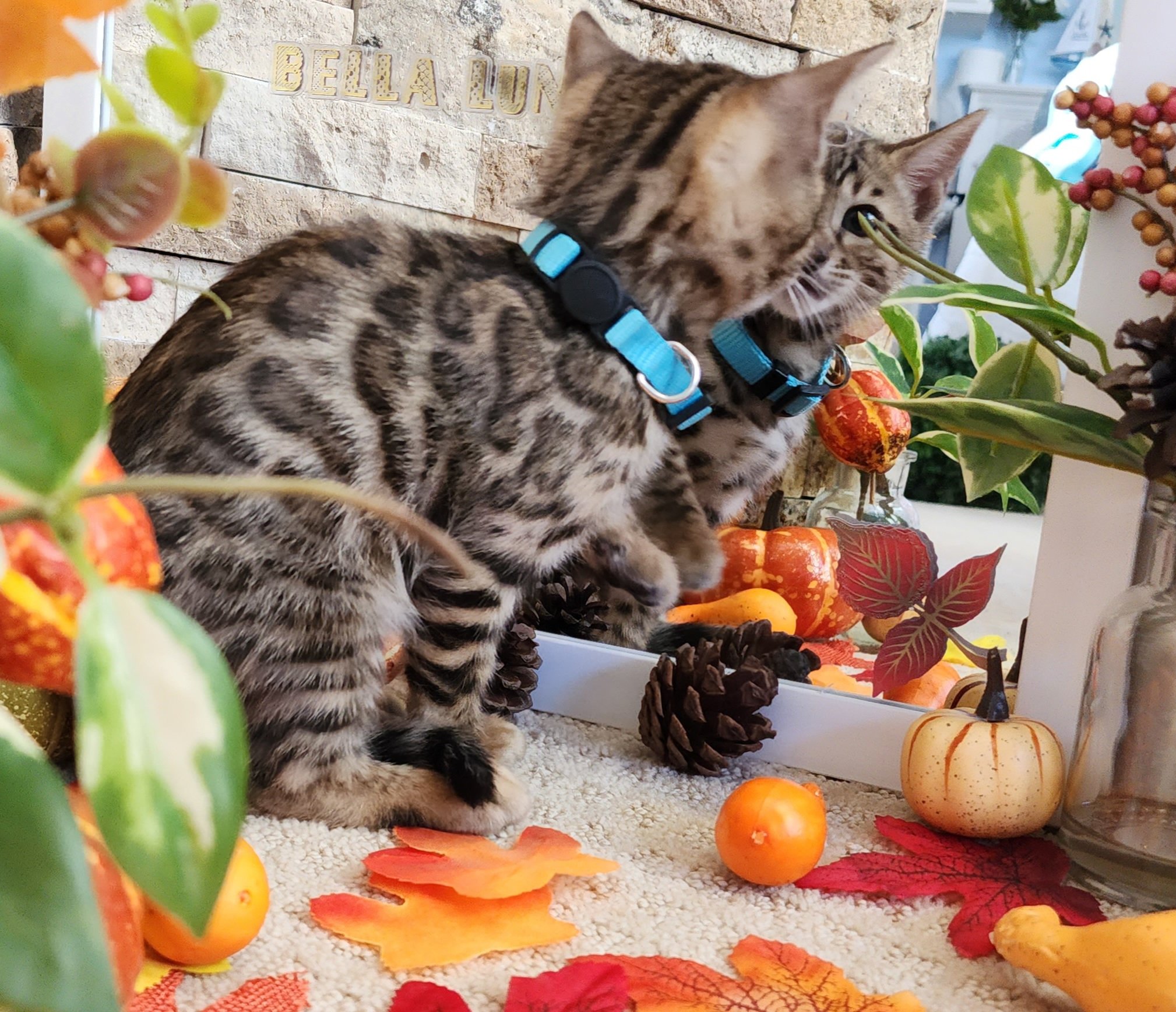 Male Brown/Black Rosette Bengal in Minnesota