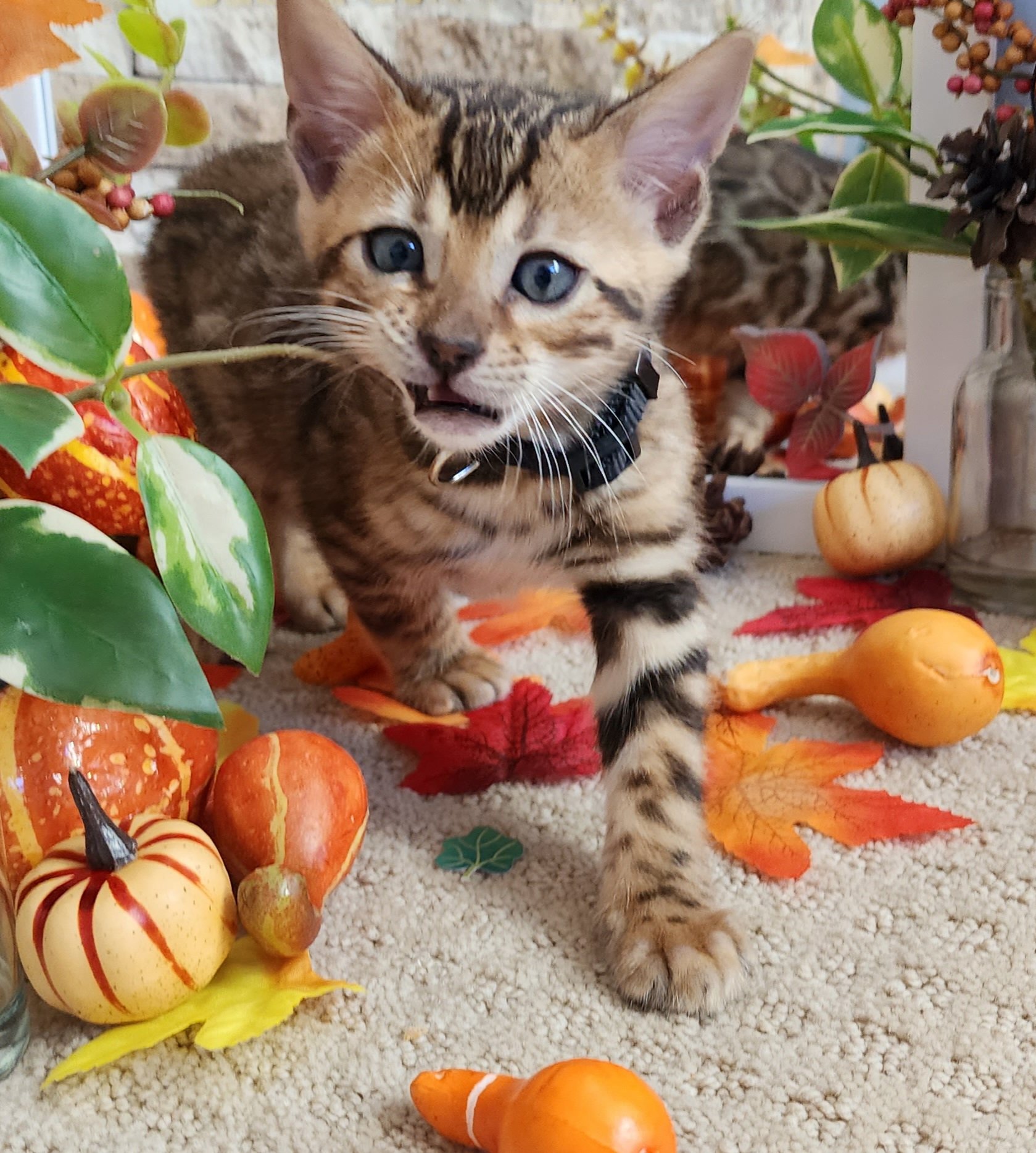 Male Brown/Black Rosette Bengal in Minnesota