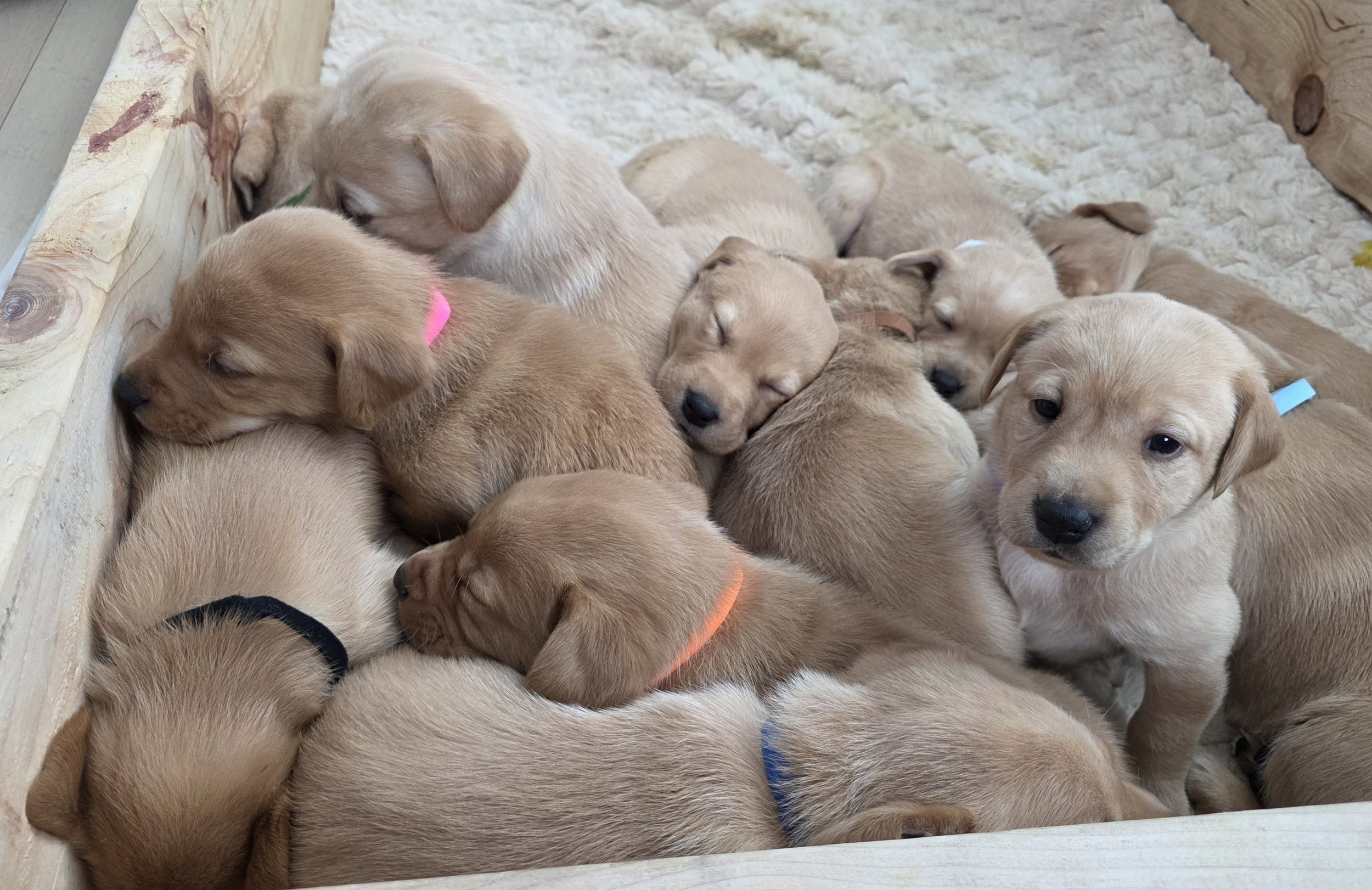 Litter of Yellow/Fox Red Labrador Retriever Puppies