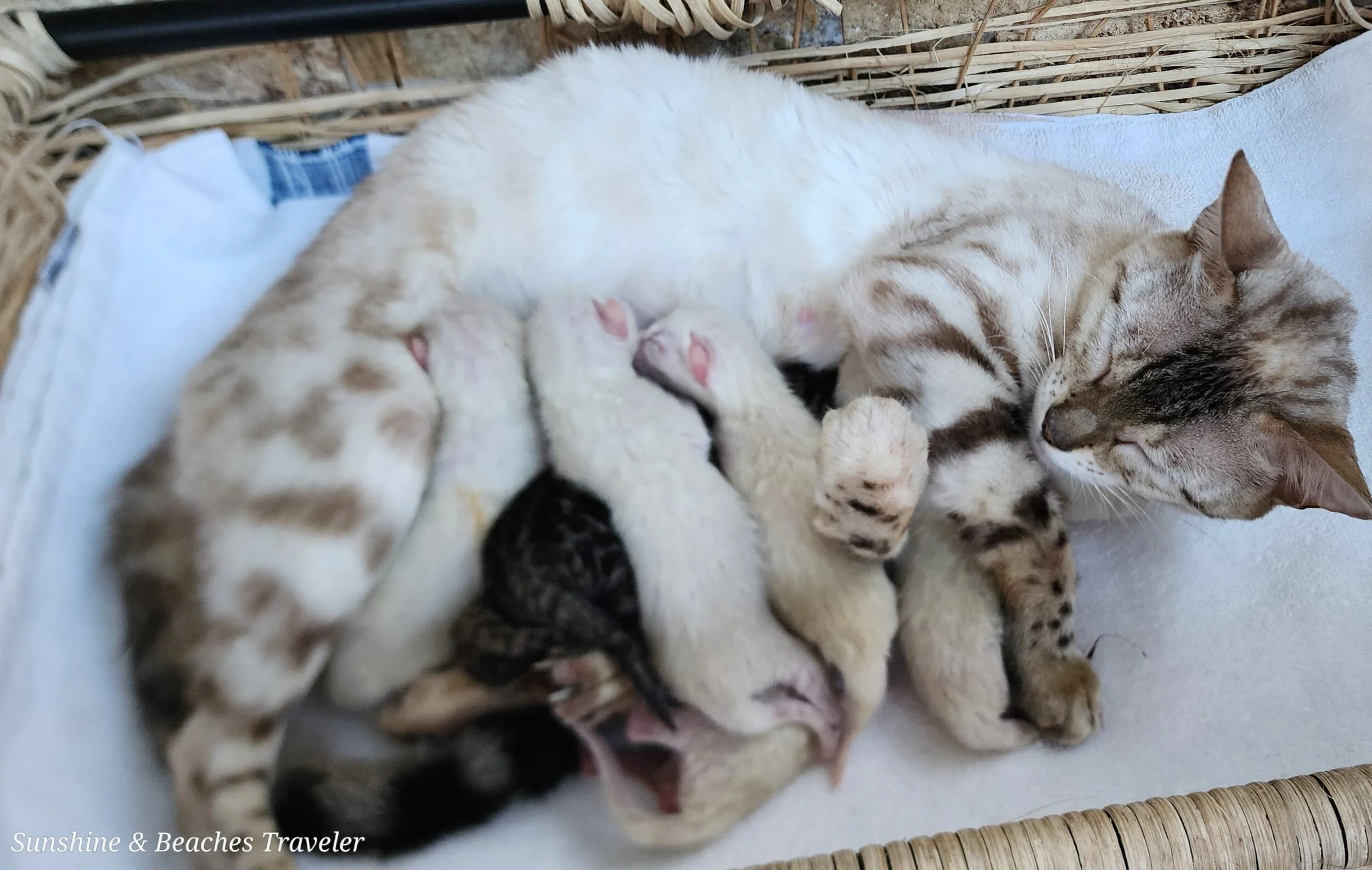 Purebred TICA Registered Male and Female Snow and Brown Rosette Bengal Kitten Available in Minnesota