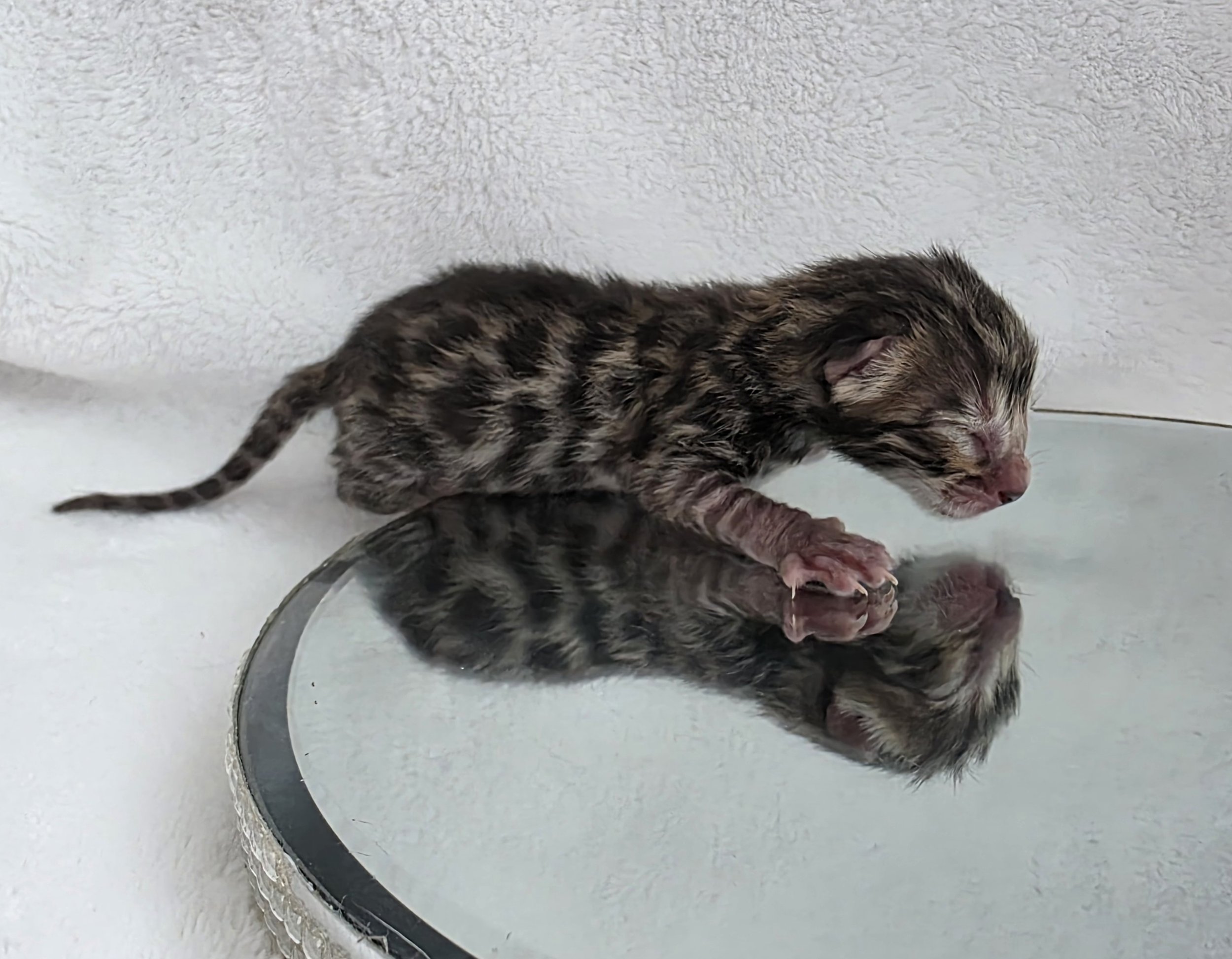 Newborn Bengal Kitten