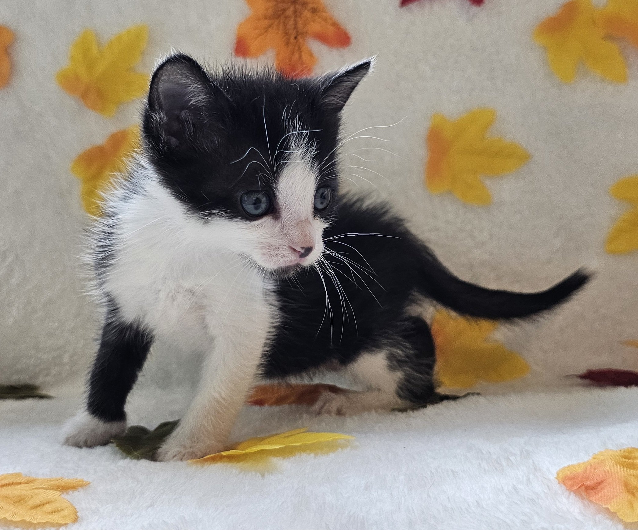 Female Black & White Tuxedo Cat/Kitten