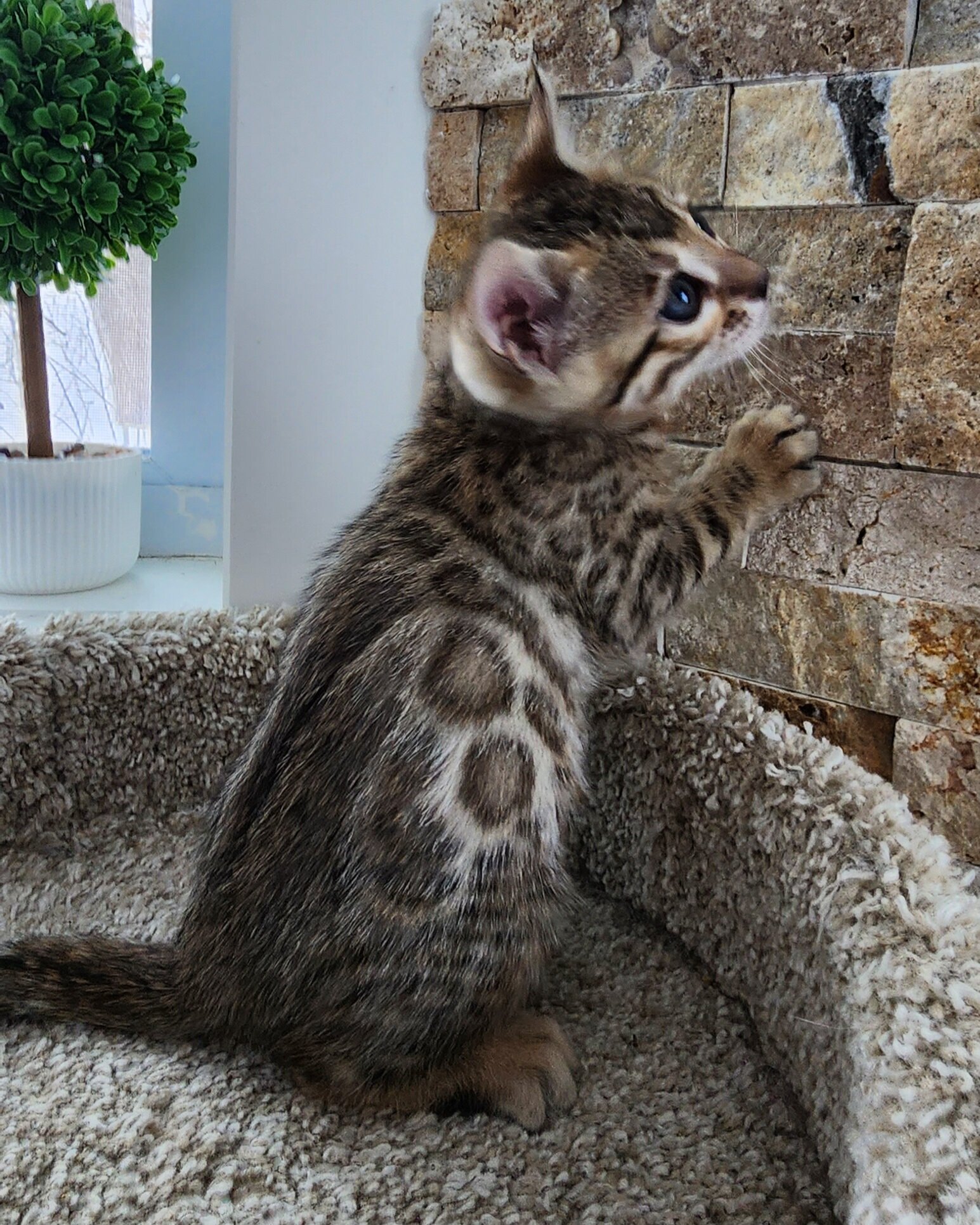 Purebred TICA Registered Female Brown Rosette Bengal Kitten Available in Minnesota