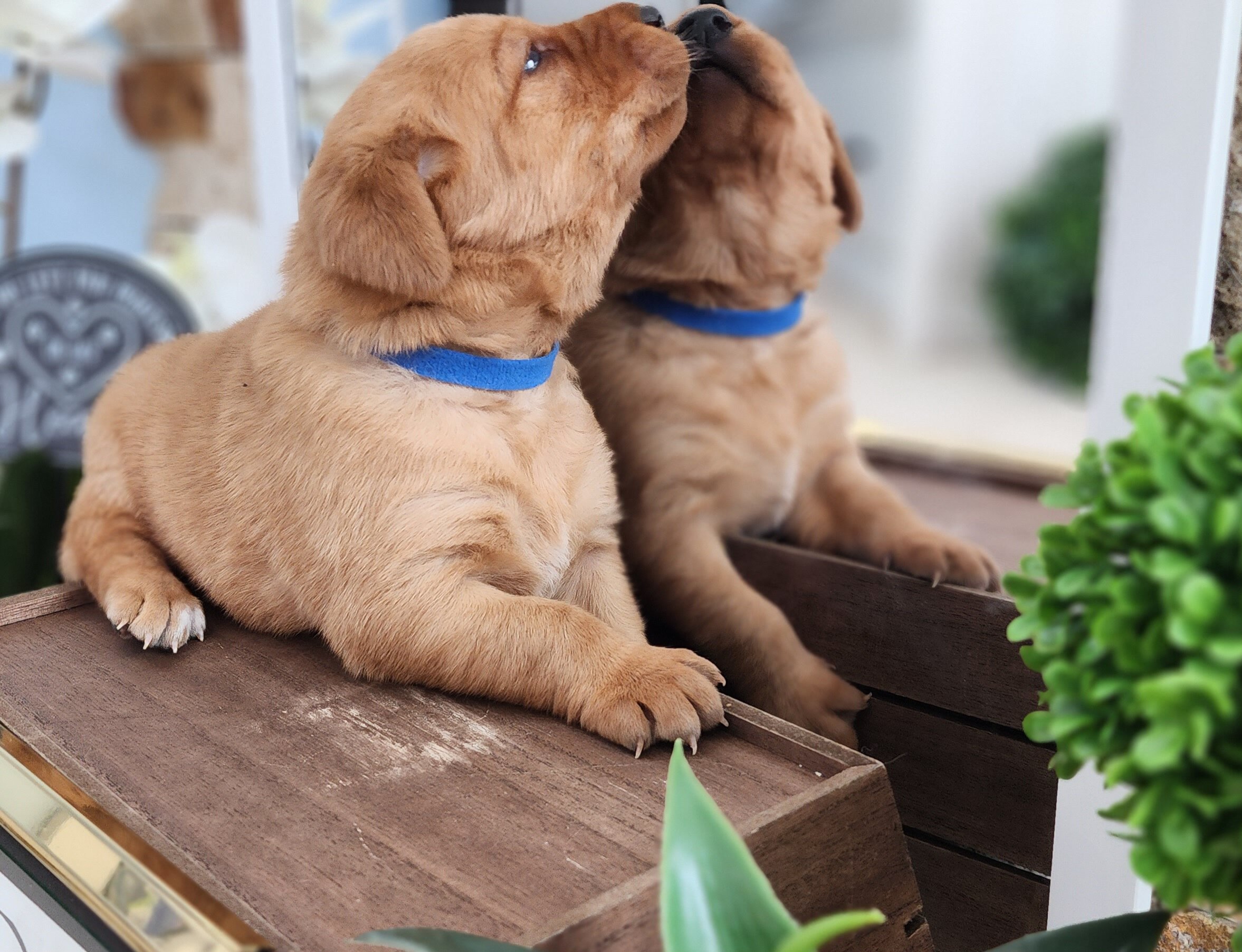 AKC Yellow Fox Red Labrador Retriever Puppies Available in Minnesota