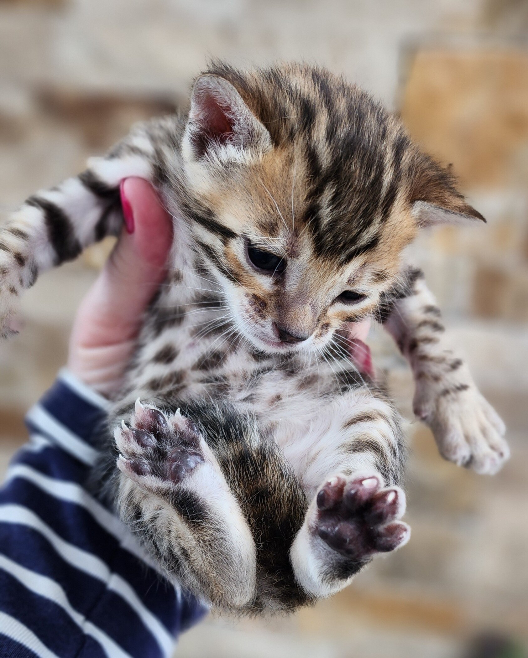 Purebred TICA Registered Female Brown Rosette Bengal Kitten Available in Minnesota