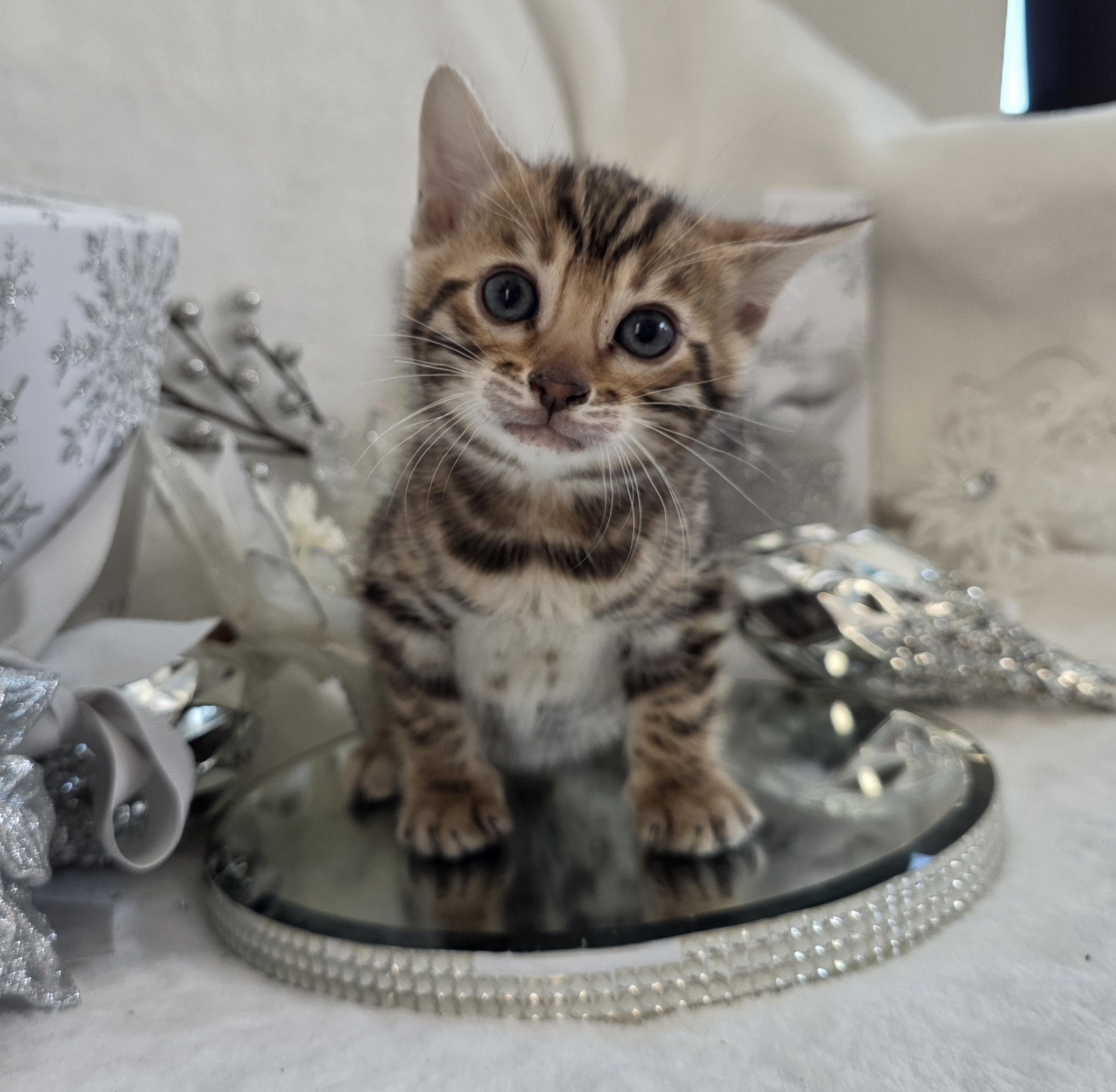 Six-Week-Old Female Brown Rosette Bengal Kitten