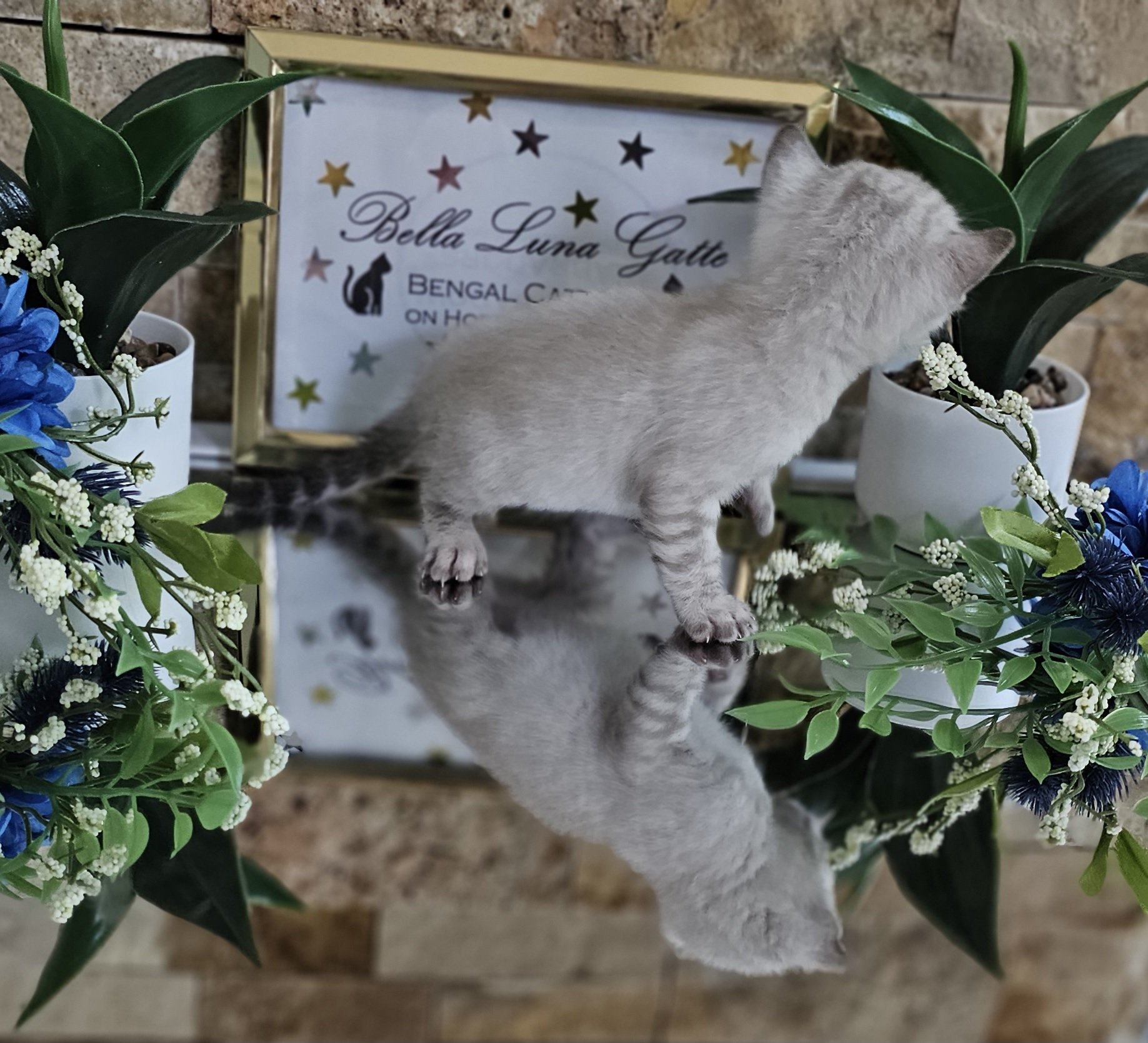 Purebred TICA Registered Male Snow Rosette Bengal Kitten in Minnesota
