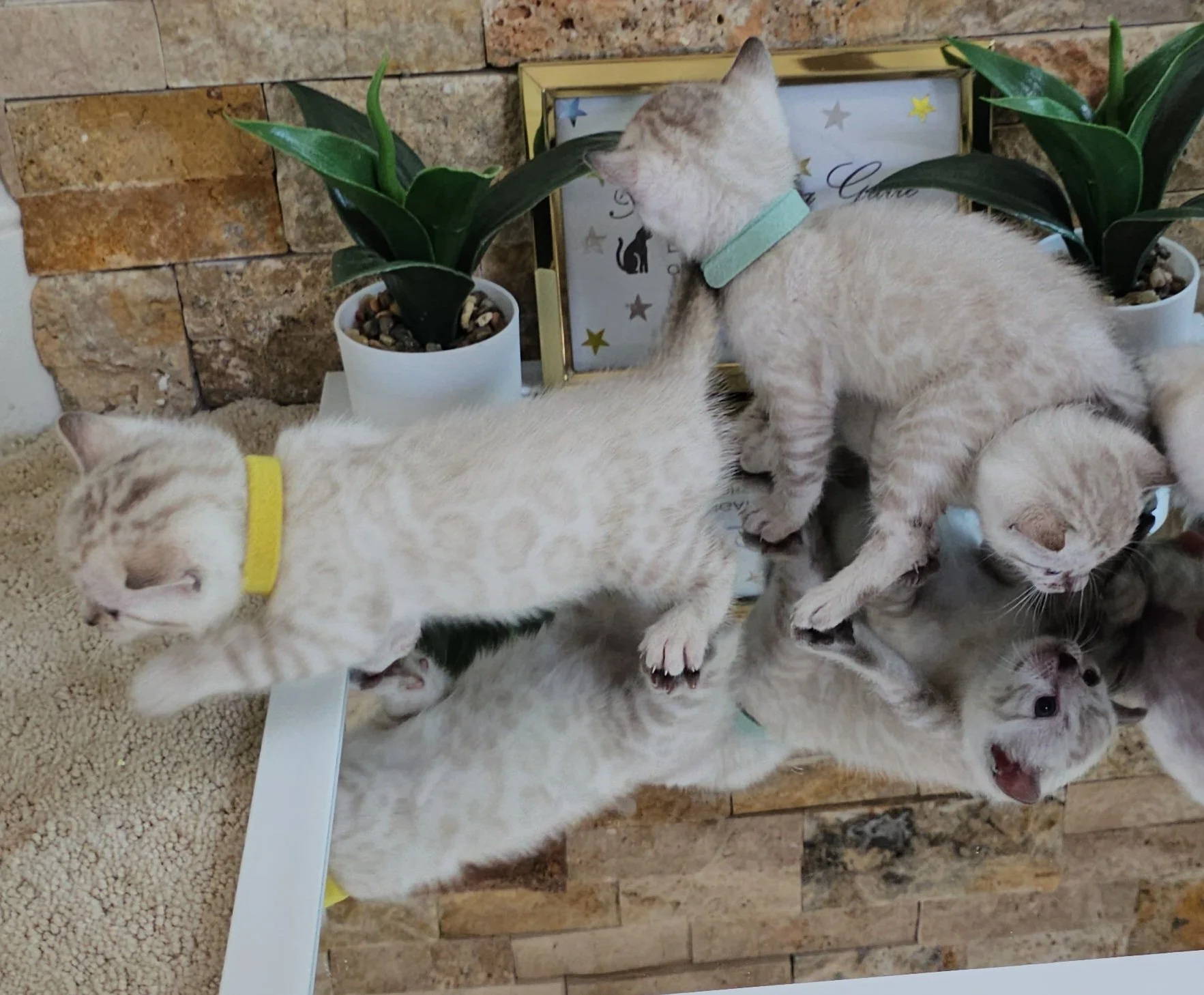 Labrador Retriever Puppies and Bengal Kittens