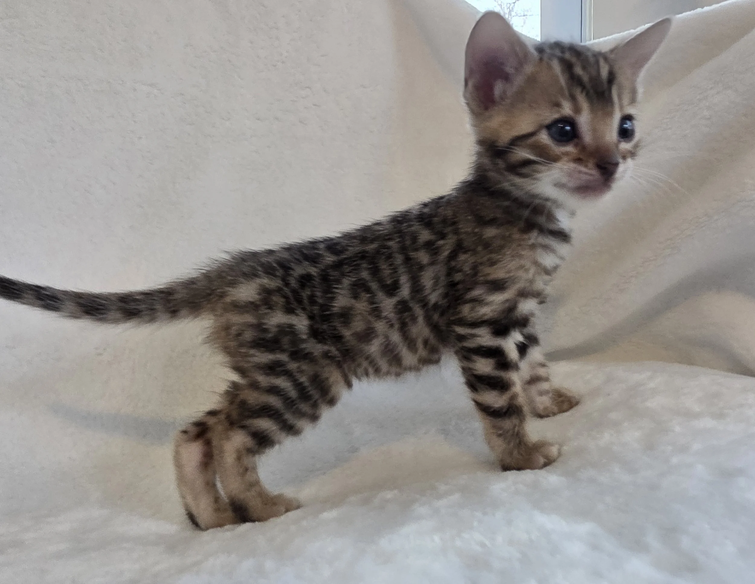 Five-Week-Old, Female, Brown Rosette, Bengal Kitten