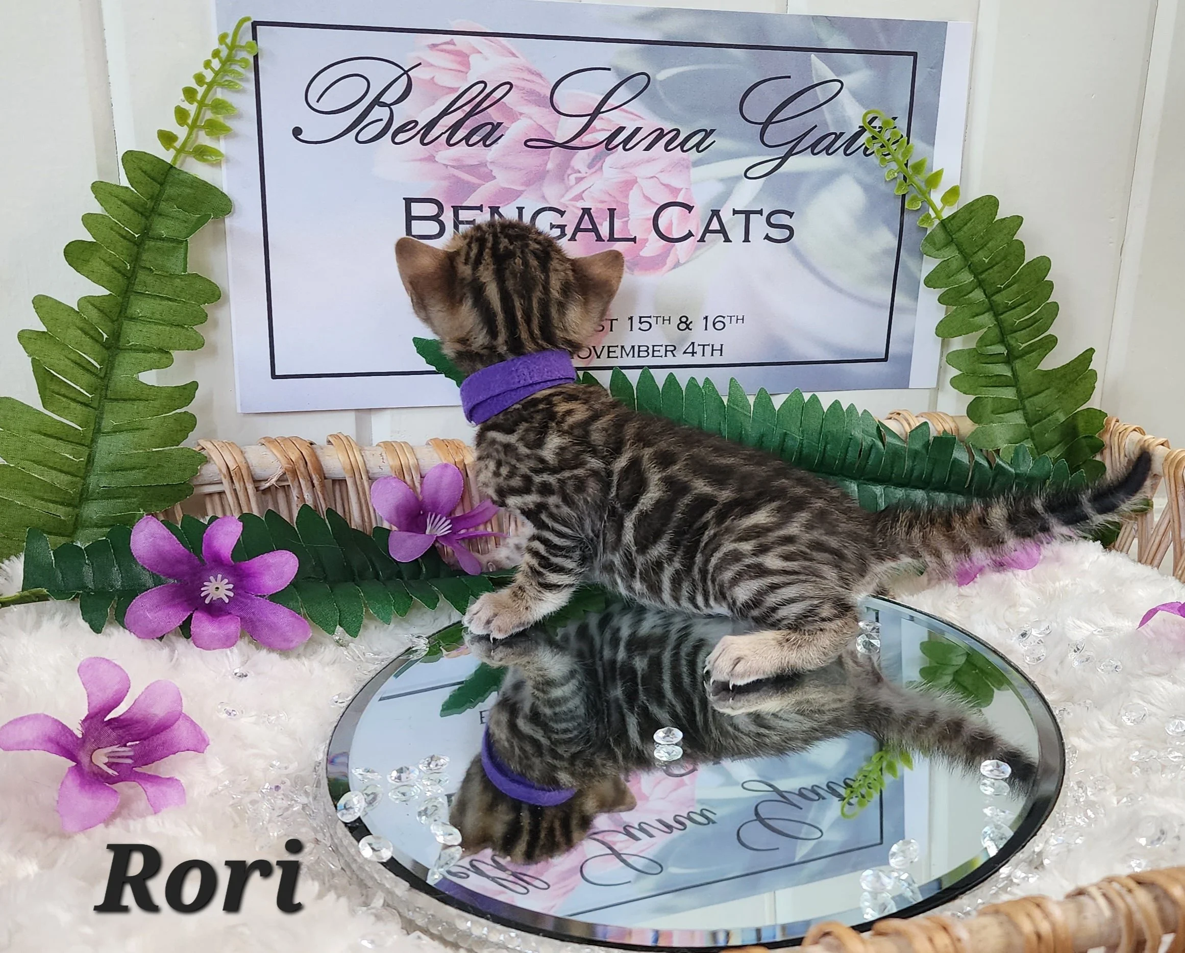 Female Brown/Black Rosette Bengal in Minnesota