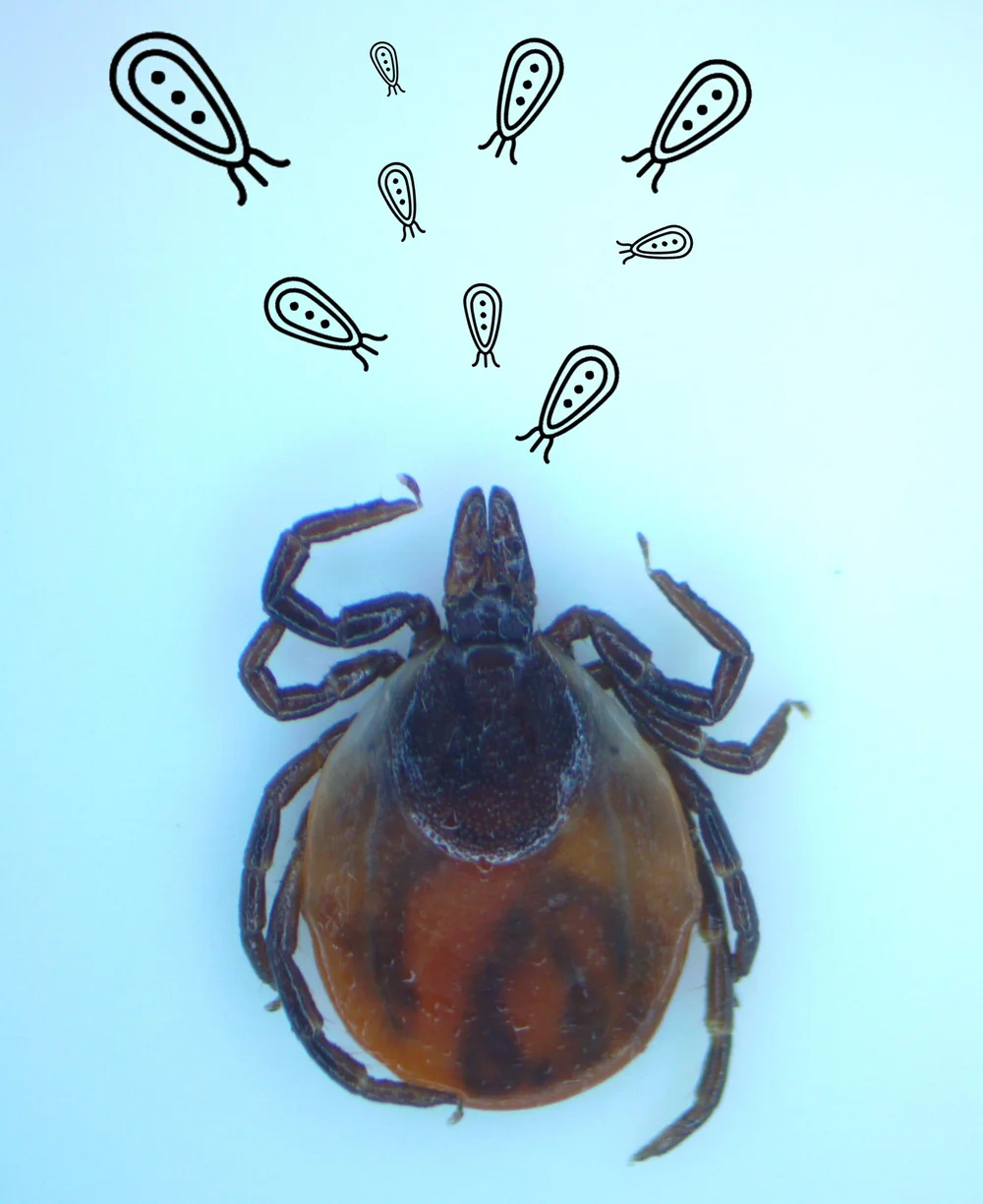 Blog home - updates on vector surveillance and new research — MedZu Labs