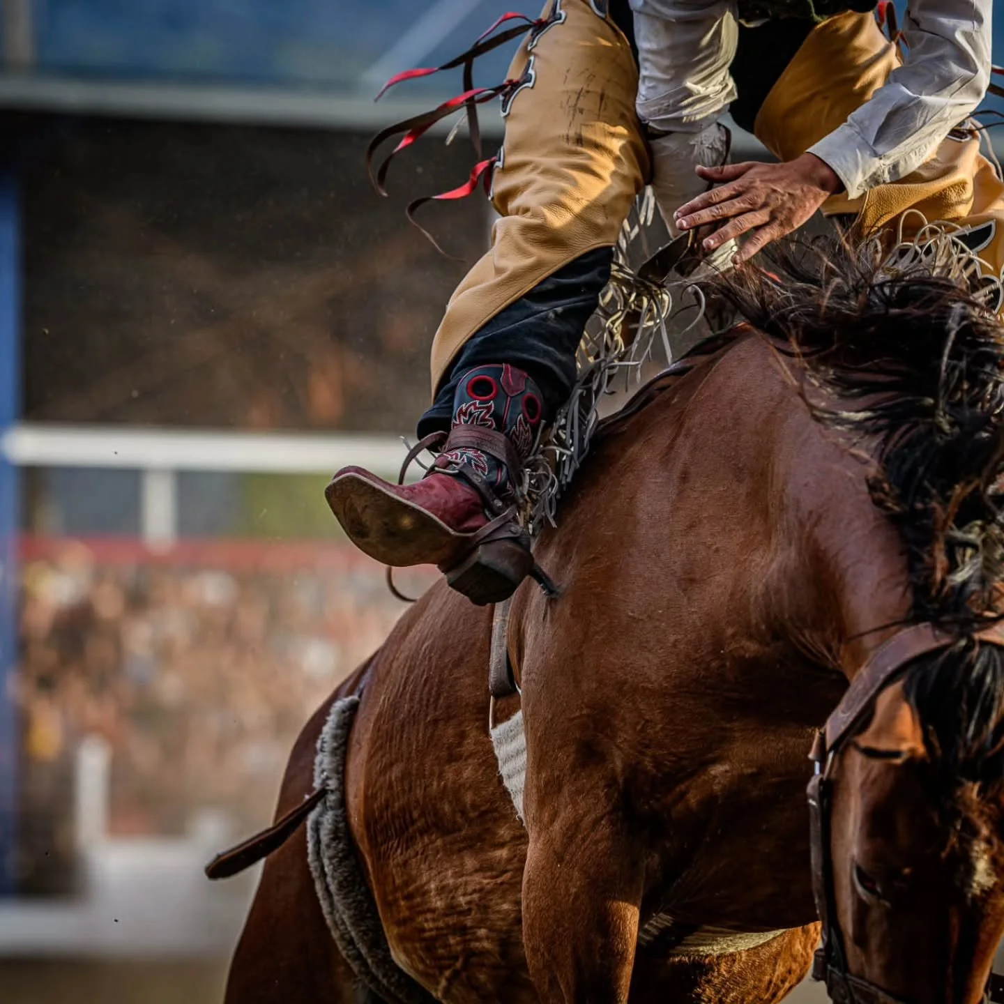 From the arena to the stands, every rodeo tells a story&hellip; one boot at a time.
Happy National Day of the Cowboy Boot!🤠

#CowboyBoots #RodeoLife #ChiefJosephDays