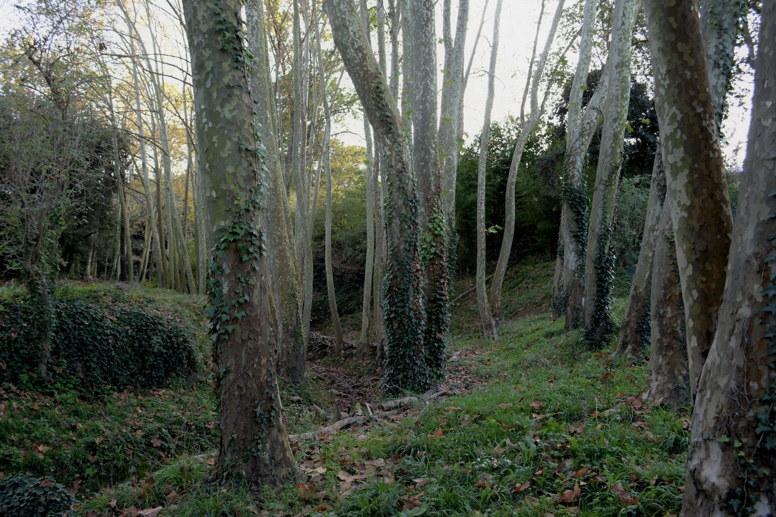 2017 Catalonan Bike Tour...Spanish glade.jpeg