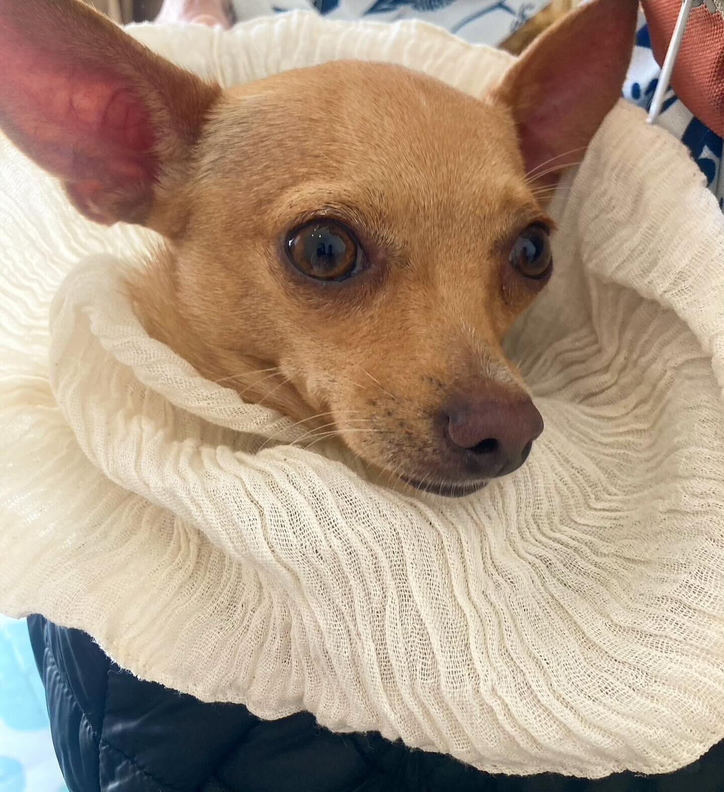 Tehuana Shakespeare Mexchica chihuahuawita &hearts;️🔥&hearts;️ aka moda de scrunchie plisada 🔥

Pleated cotton gauze scrunchie repurposed 🍩 

If your baby doggie needs one DM me I&rsquo;m happy to help make this a thing