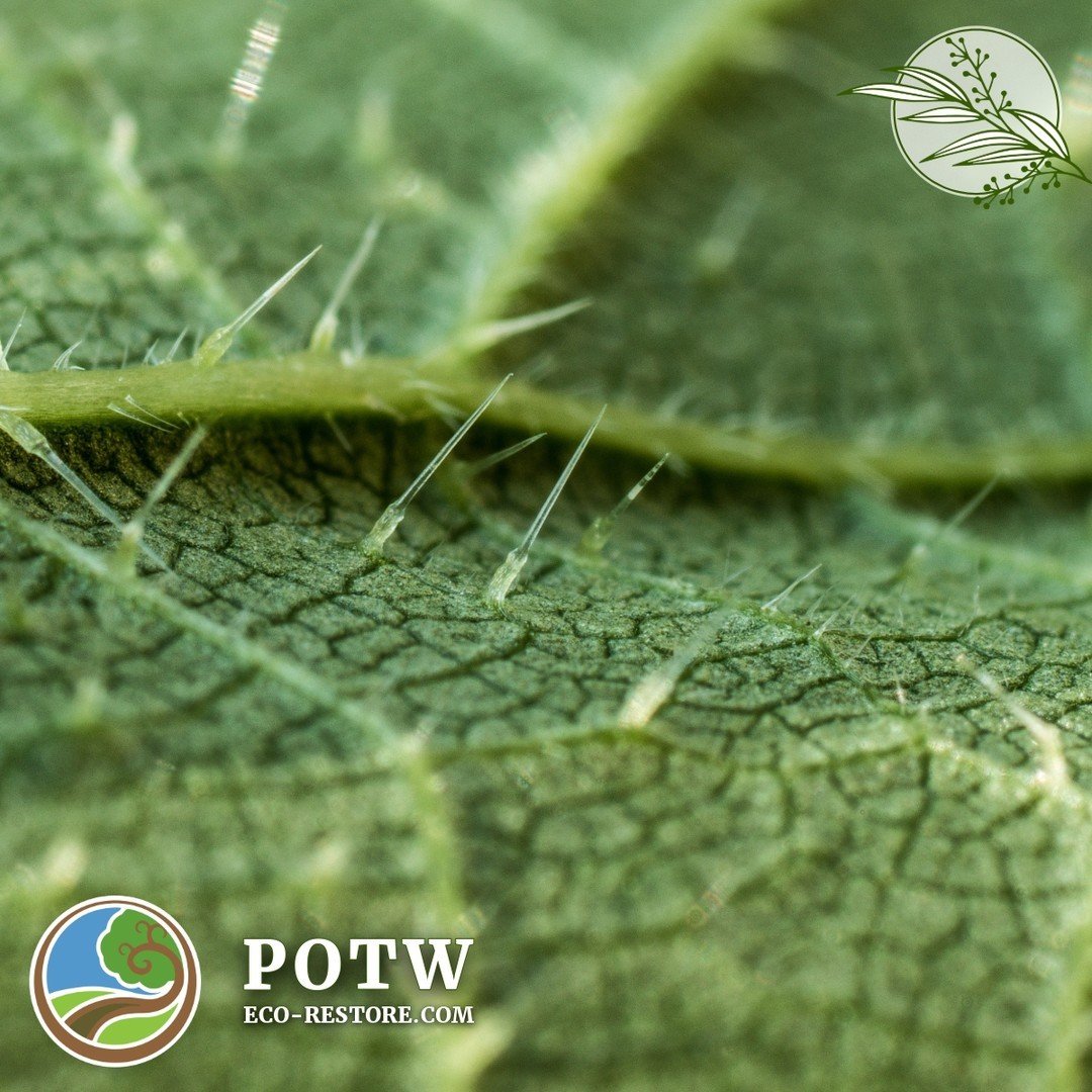 🌿✨ Introducing our Plant of the Week: Stinging Nettle (Urtica dioica)! 🌿✨

Did you know that Stinging Nettle has incredible health benefits? This versatile plant is a powerhouse of nutrients, boasting high levels of iron, potassium, and vitamins A 