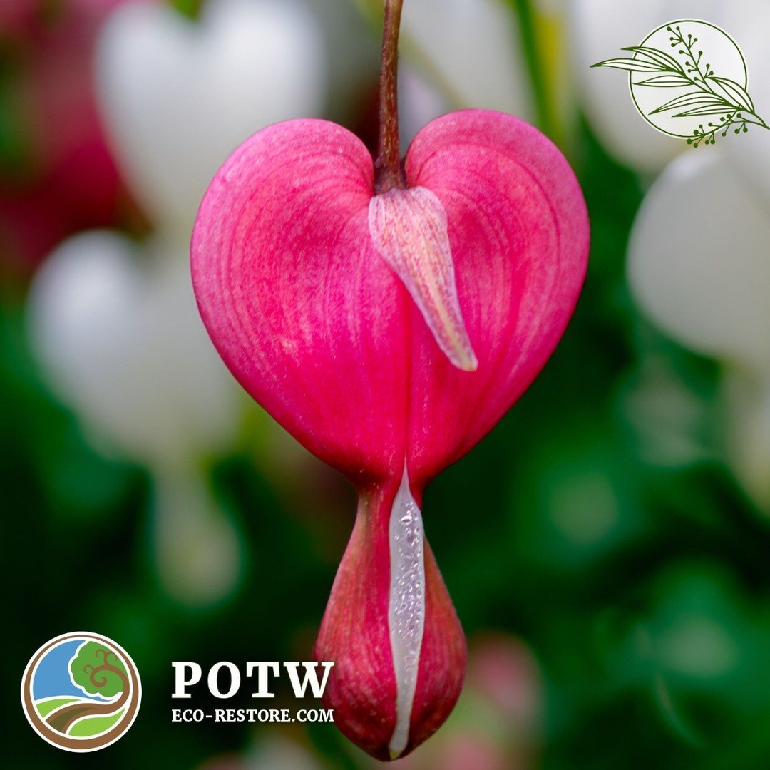 🌸🌿 Introducing our Plant of the Week: the Pacific Bleeding Heart (Dicentra formosa)! 🌸🌿 This native beauty is a gem of our lowland coniferous forests, captivating us with its delicate appearance and surprising benefits. Did you know that its root