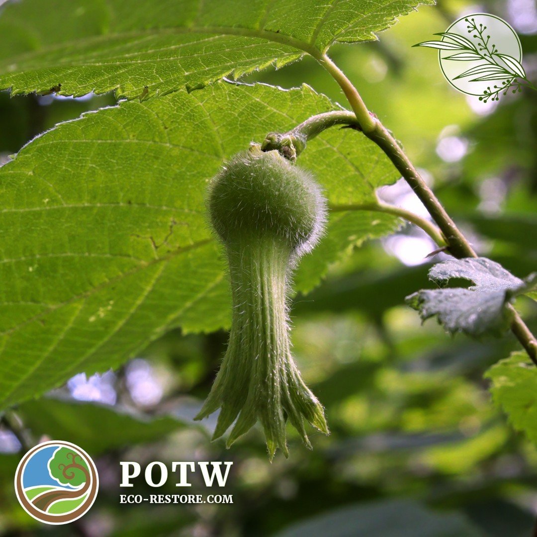 🌿✨ Plant of the Week: Beaked Hazelnut (Corylus cornuta) ✨🌿

This week, let's celebrate the incredible Beaked Hazelnut! 🌰 Not only is it a beautiful addition to any garden, but it also plays a vital role in supporting biodiversity and providing sus