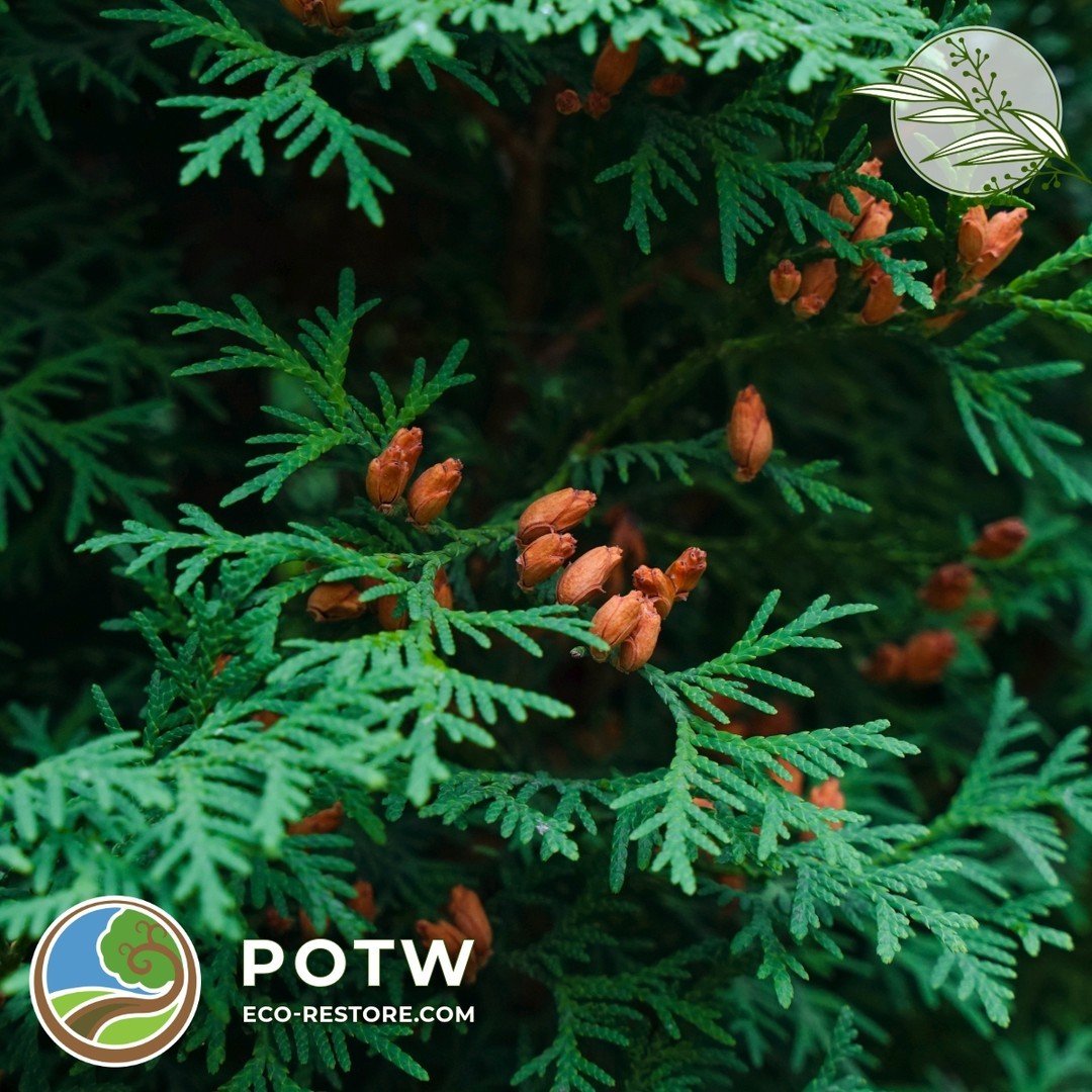 🌿✨ Plant of the Week: Thuja plicata (Western Red Cedar) ✨🌿

Meet the majestic Western Red Cedar 🌲, a true icon of the Pacific Northwest! Known as the &quot;Tree of Life&quot; by many Indigenous peoples, this evergreen beauty stands tall with its a