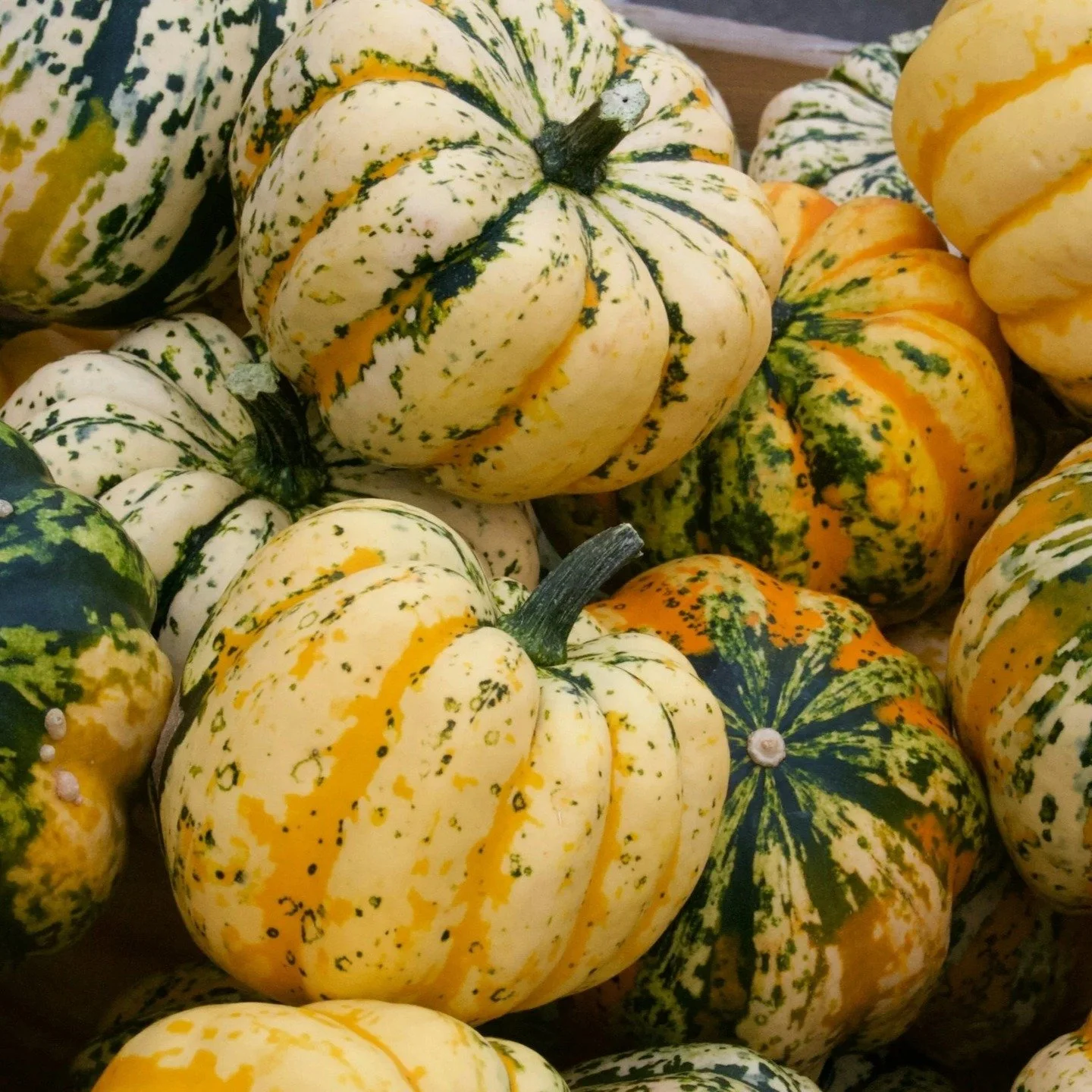 This is the month when gardeners become gatherers, stewards, and dreamers all at once&mdash;putting the garden to bed while sowing the promise of next spring.

Divide perennials.

Harvest winter squash and pumpkins.

Mulch garden beds.

Plant or tran