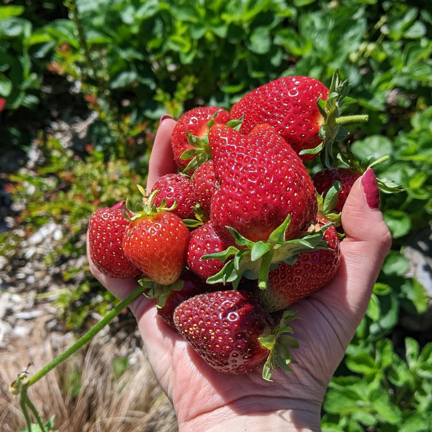 I'd like to re-introduce myself and my business, I'm Lisa - founder and lead designer at Eco-Restore Consulting &amp; Design LLC. We offer services for creating beautiful AND functional landscapes. Specializing in native, edible and medicinal plants,