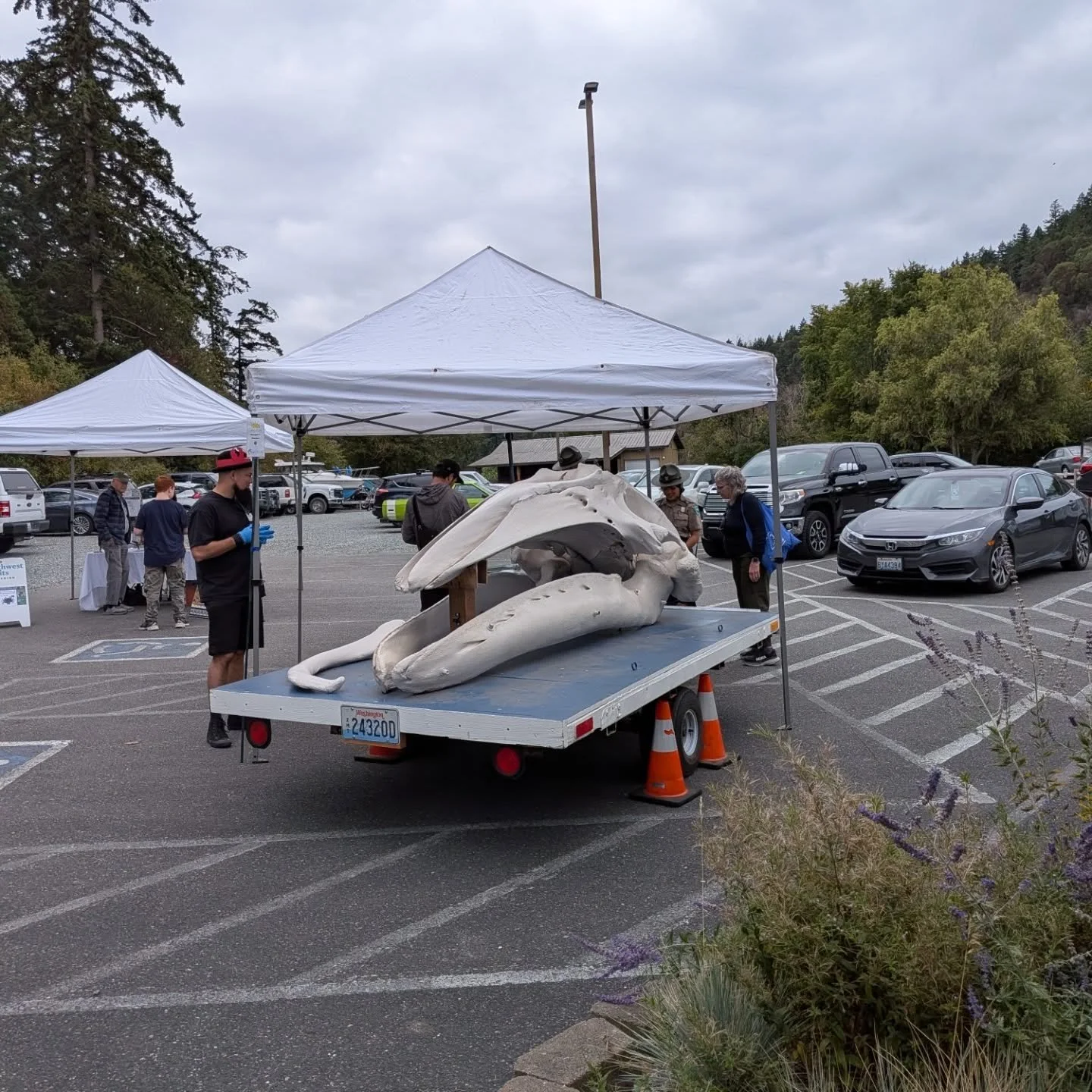 #fidlalgobay
#skagitmarineresourcescommittee
#samishnation
#swinomishtribe 
#skagitlandtrust 
#skagitconservationdistrict 
#transitionfidalgo 
#skagitvalleycollege 
#fidalgoisland
#orcanetwork 
#wolfhollow
#skagitfisheriesenhancementgroup
#coastsalis