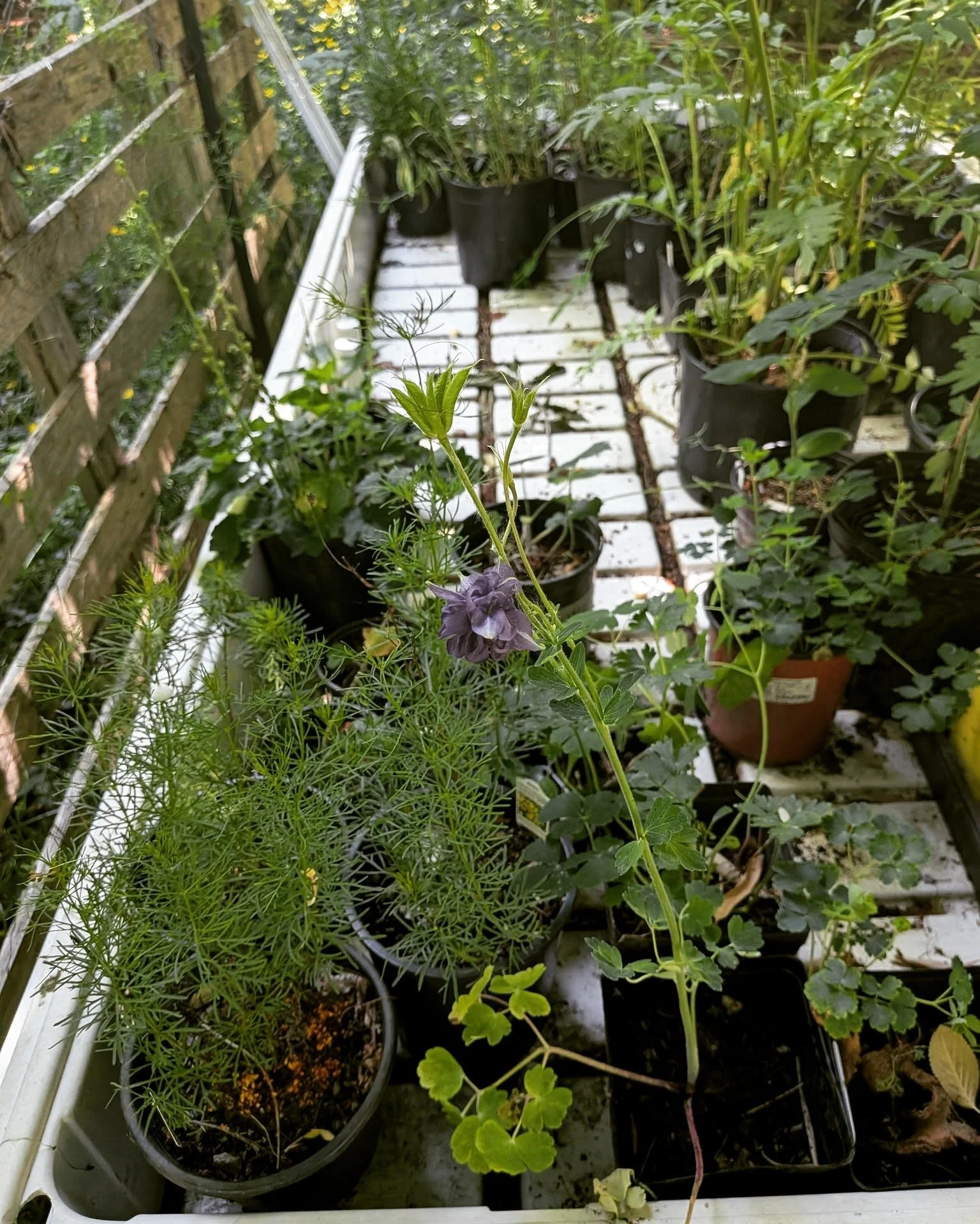 Eco-Restore Nursery &amp; Gardens
eco-restore.com/nursery

Come meet us in the gardens, enjoy our locally grown plants, and take your favorites home with you today!

Forever Gardener?
First-Time Gardener?

We&rsquo;re here for you and so are our plan