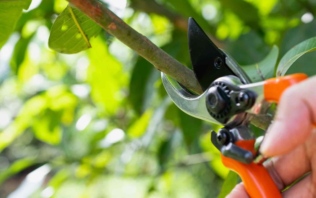 pruning101.jpg