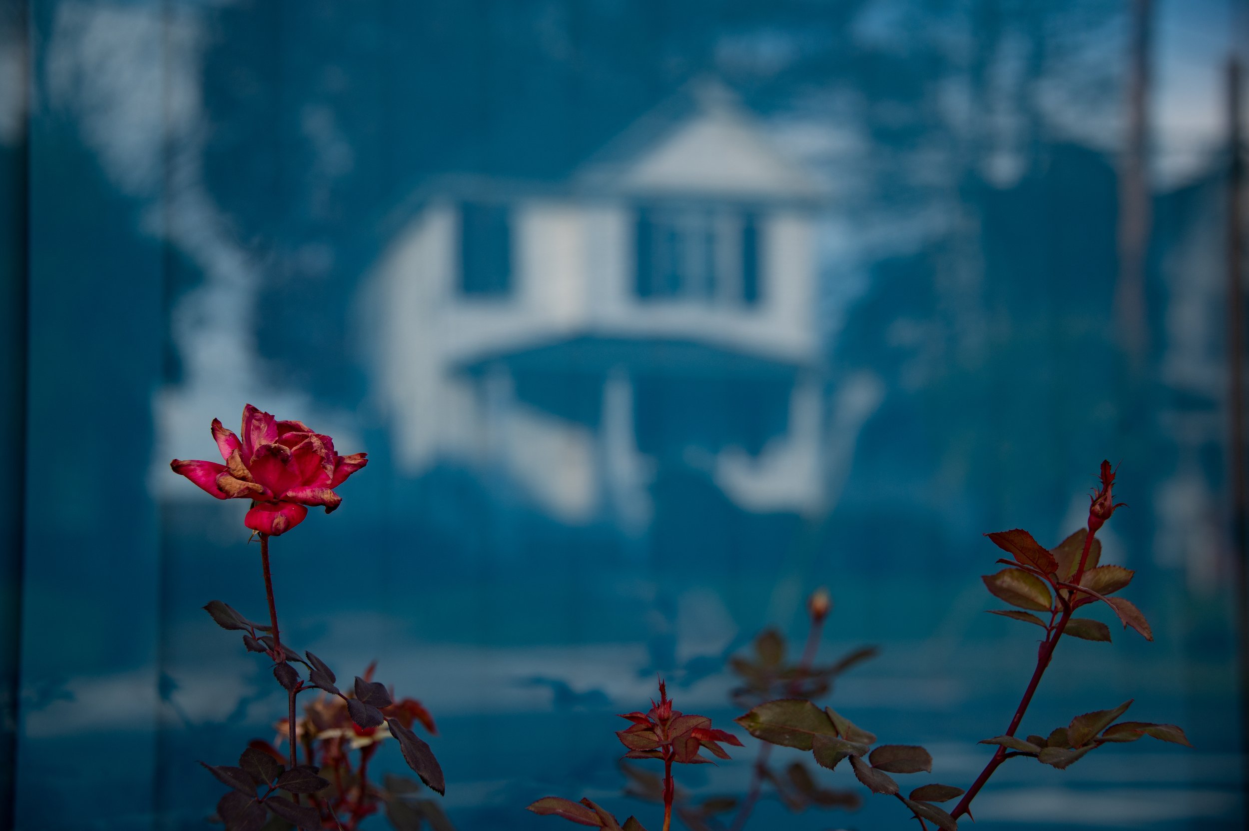 A rose sits in front of the Athens Central Hotel on East State Street in Athens, Ohio, on 11/20/2021. From hotels to houses to retail chains, E. State street provides the possibility of life for many different people, all with different perspectives