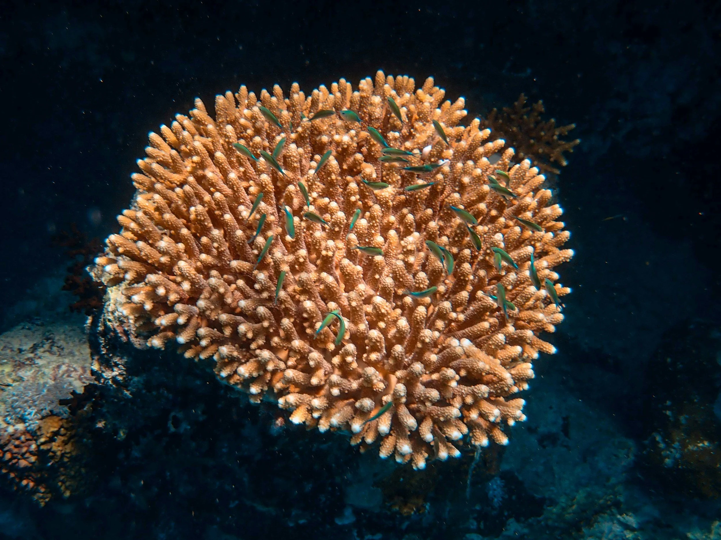 Coral with small fish swimming around it underwater.