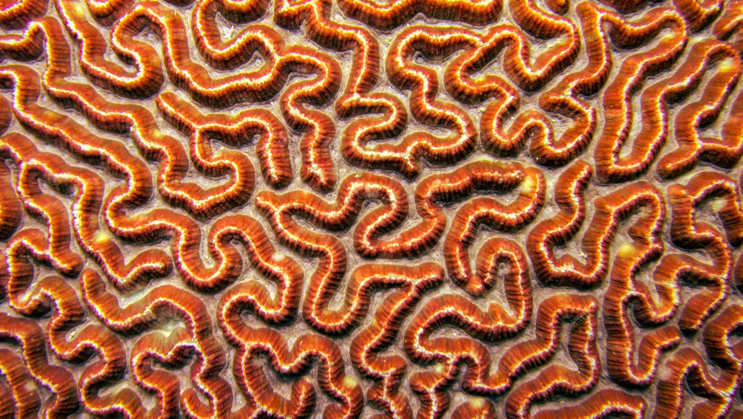 Close-up of a colorful brain coral with orange, yellow, and dark brown ridges.