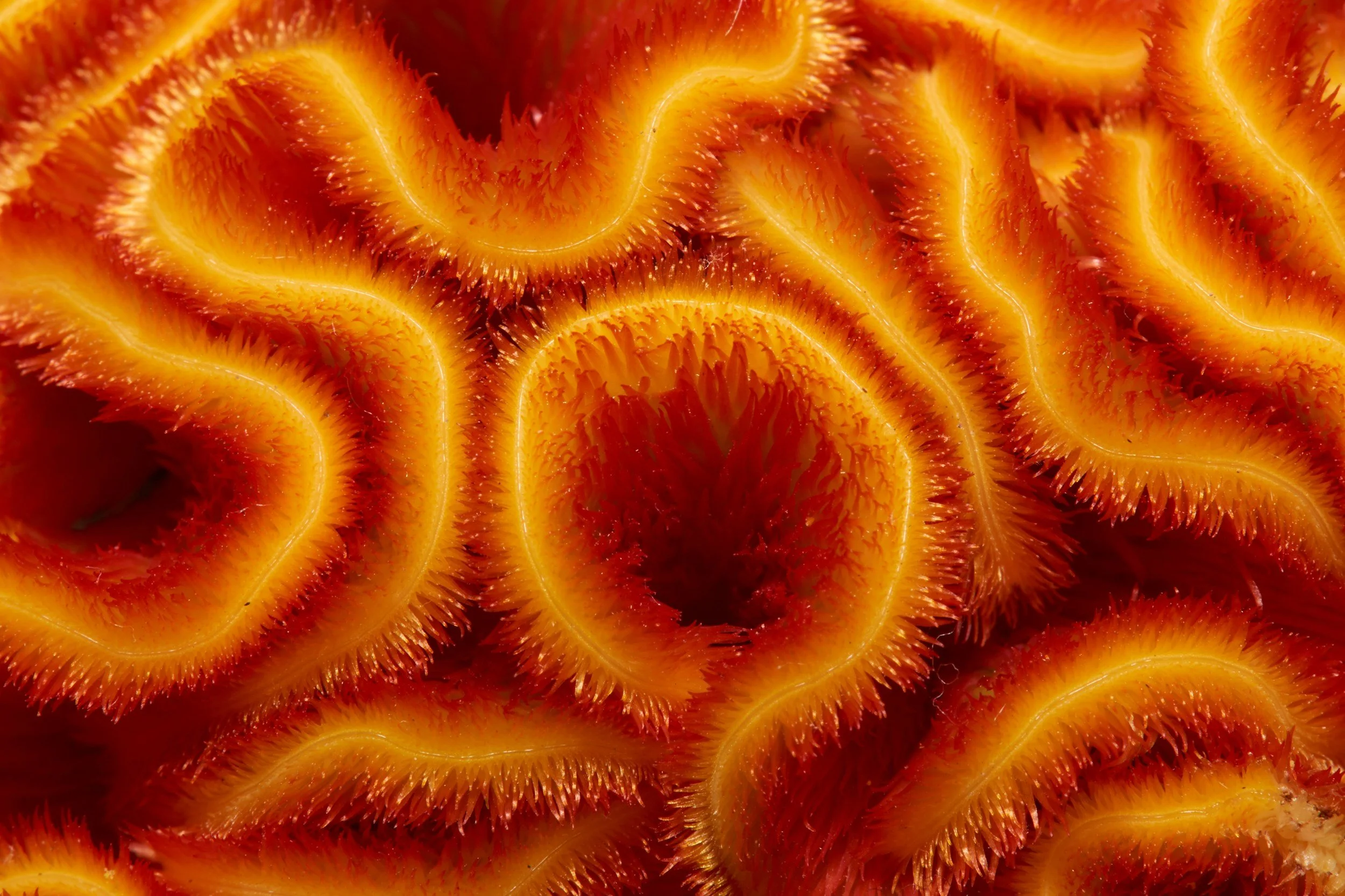 Close-up of bright orange, spiky, fleshy sea coral or marine organism texture.