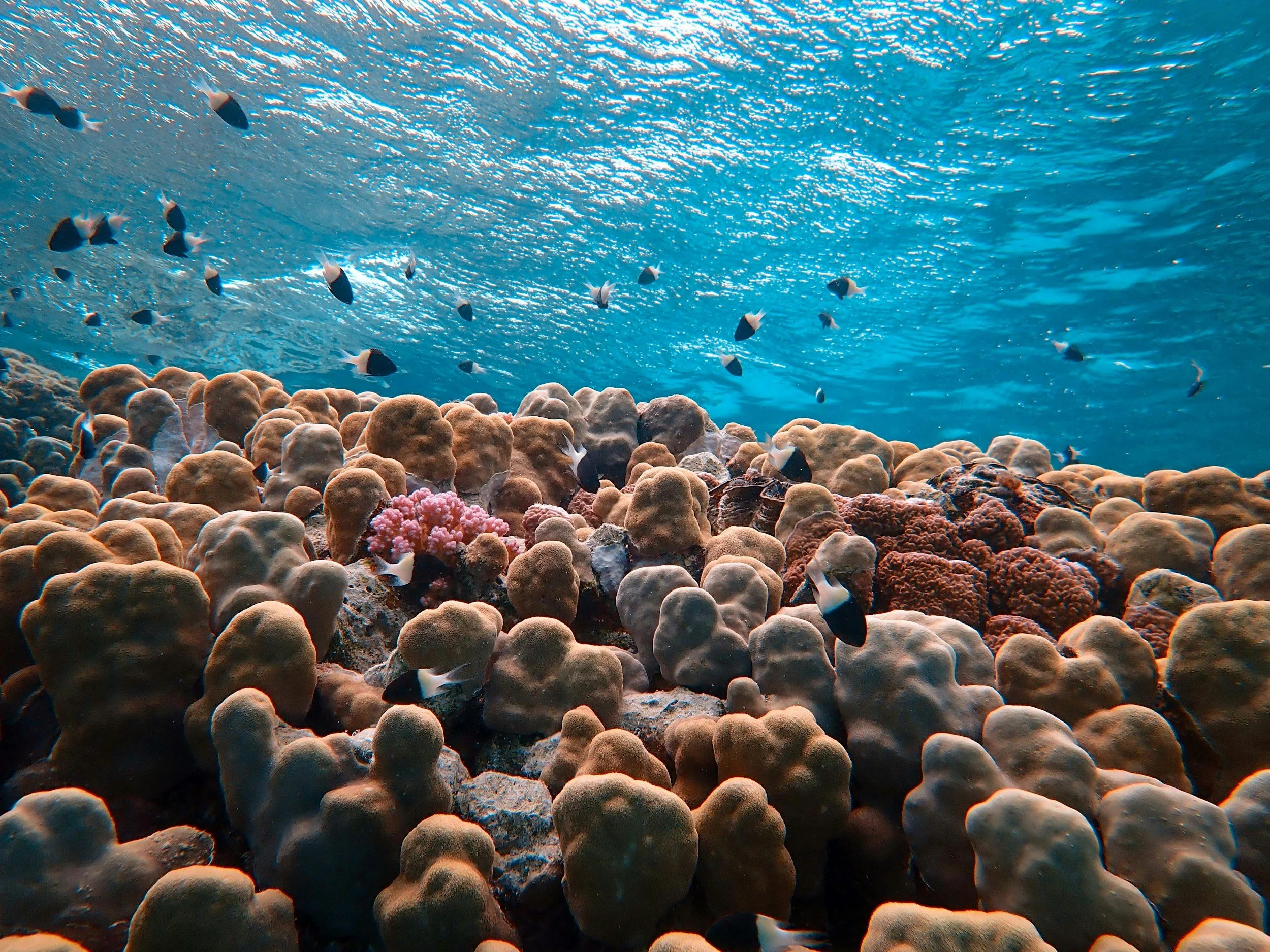 A vibrant underwater scene showing a coral reef covered in brown and tan coral formations, with small black-and-white fish swimming among them in clear blue water.