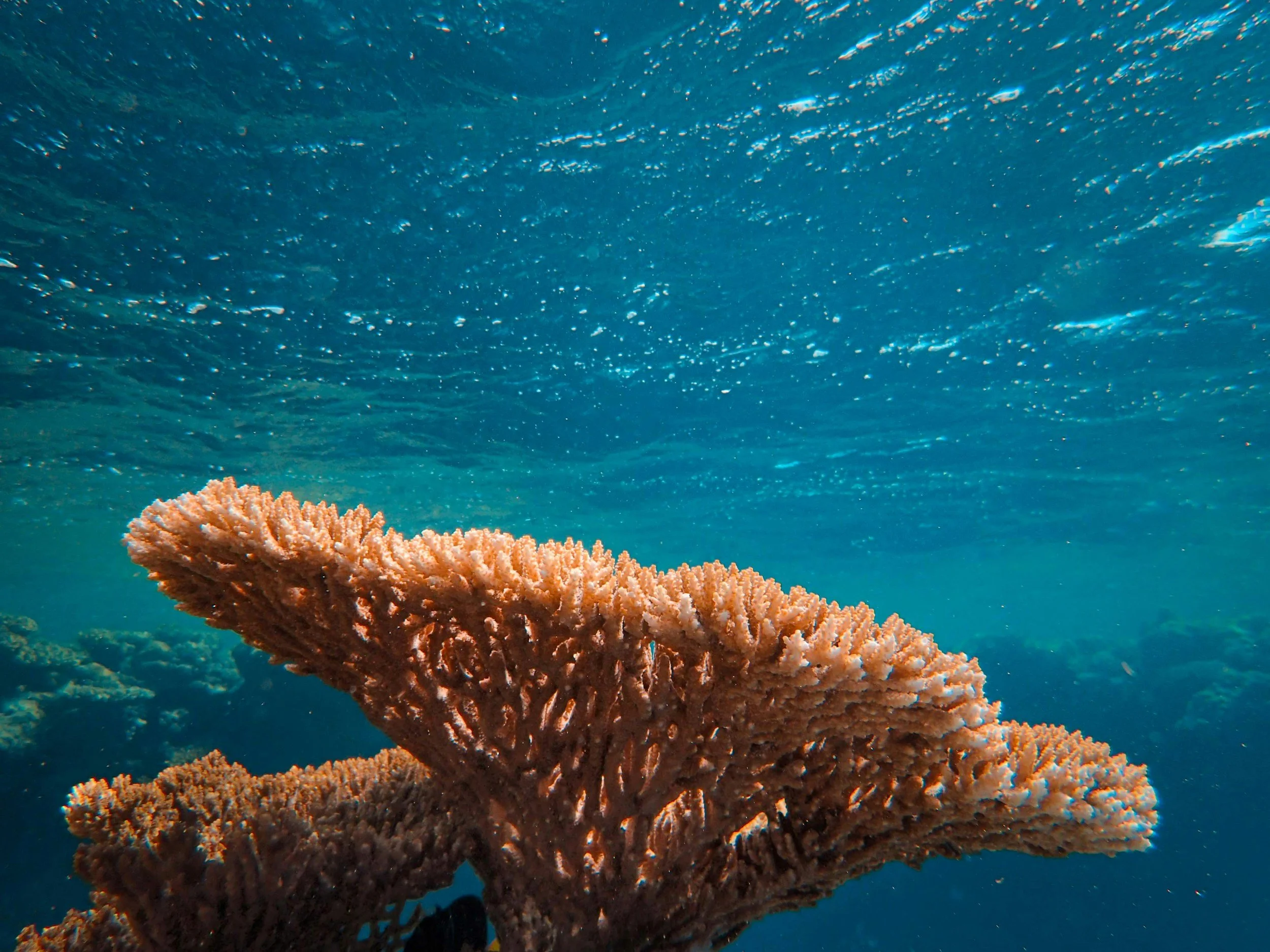 Close-up of a vibrant coral formation underwater, with a rich blue ocean backdrop. The coral's intricate textures evoke a sense of natural beauty and tranquility.