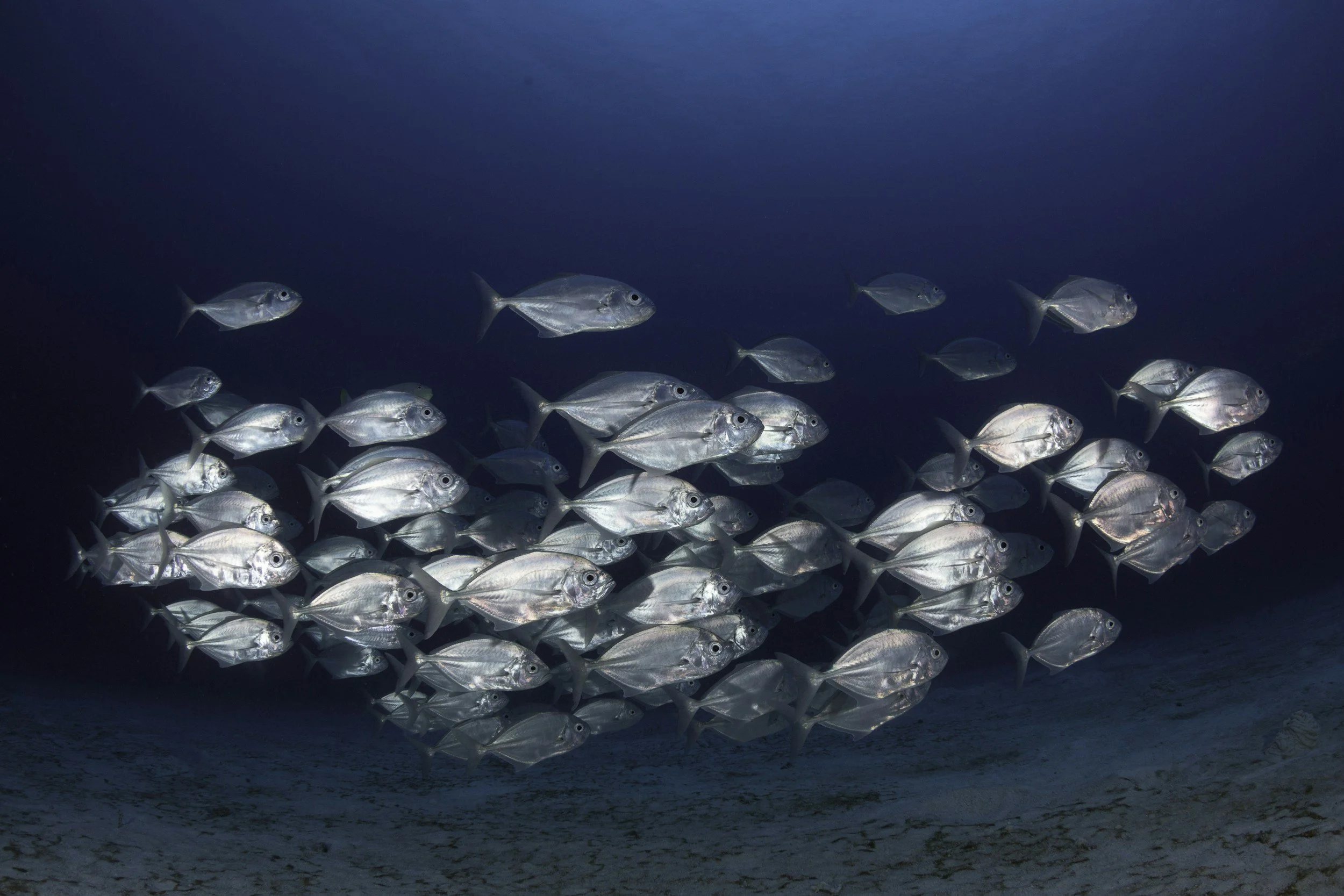 A school of silver fish swims calmly in the deep blue ocean, creating a sense of unity and motion. The sandy seabed is visible below them.
