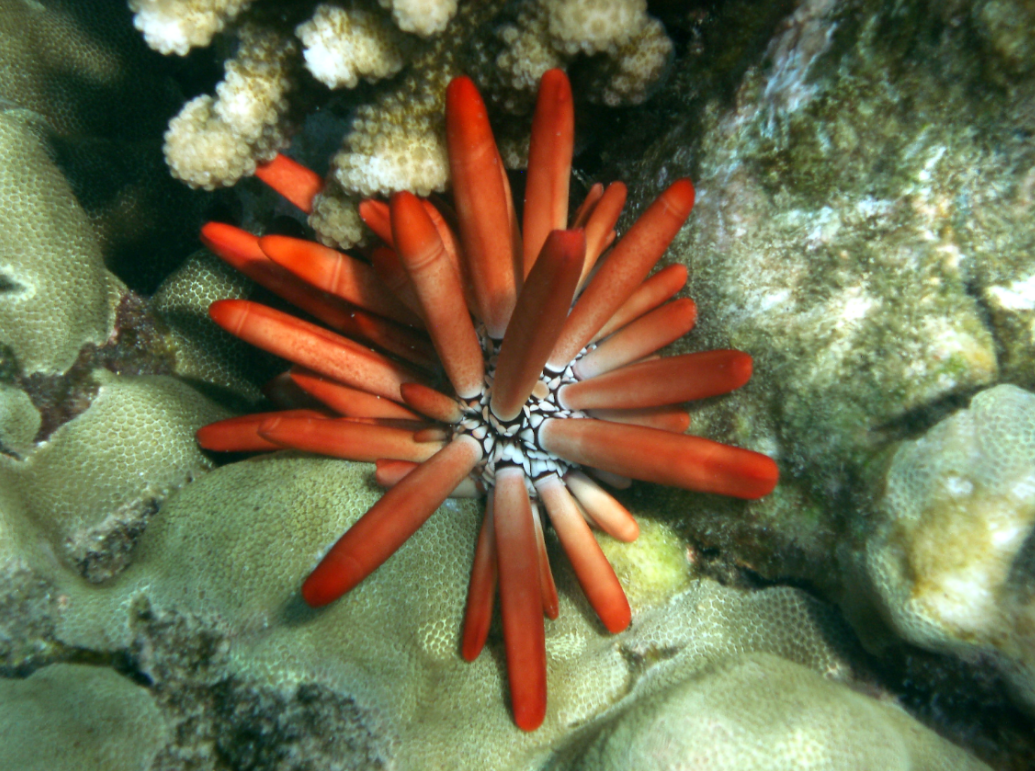 Introducing: A Mermaid’s Favorite Pencil