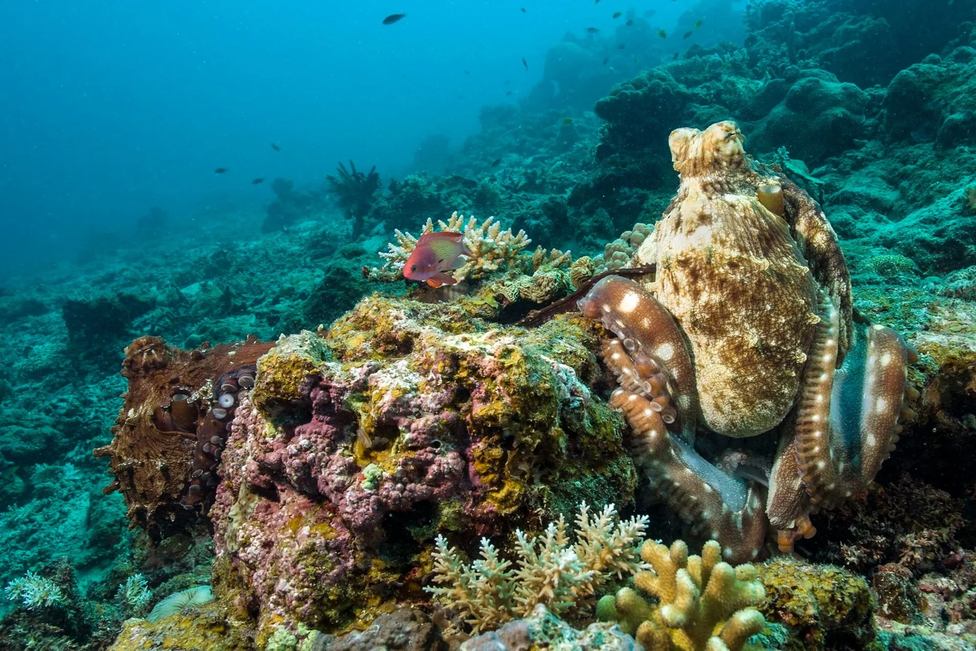 What Does an Octopus Have to Do with Autism?
