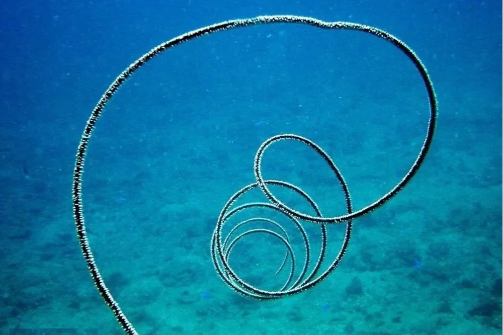 Coils of the Deep: The Reef’s Natural Barbed Wire