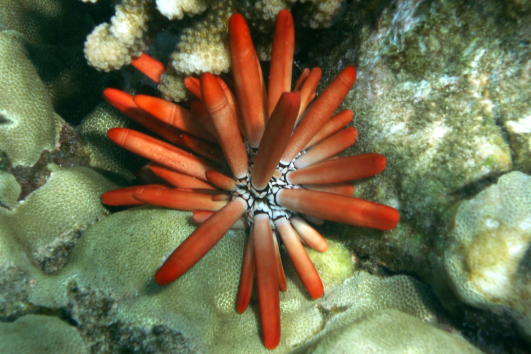 Introducing: A Mermaid’s Favorite Pencil